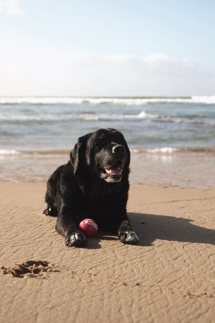 Black Labrador dog lying on sandy beach with red ball toy near ocean waves.