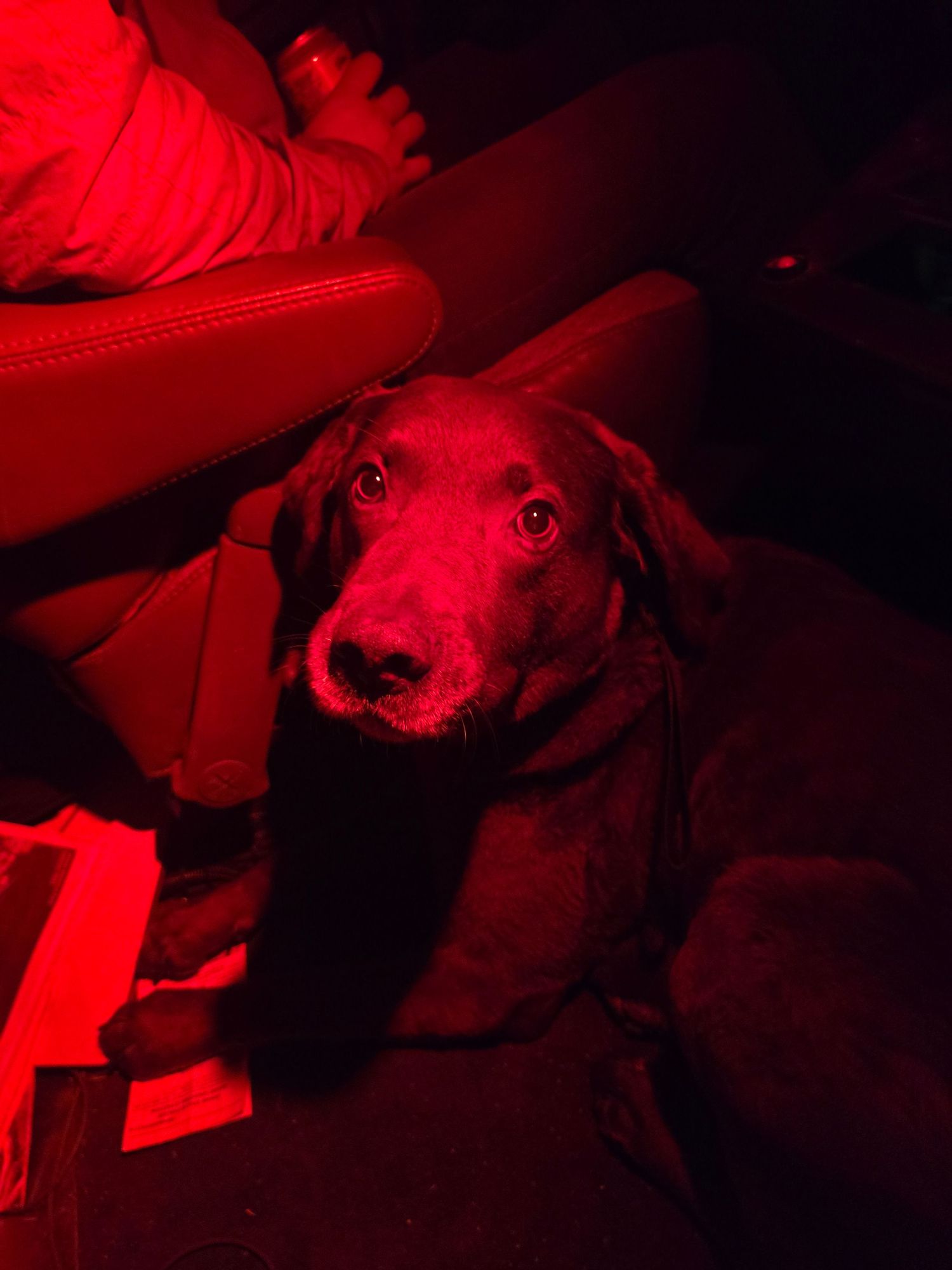 Axel, our dog buddy from Bend, Oregon!
