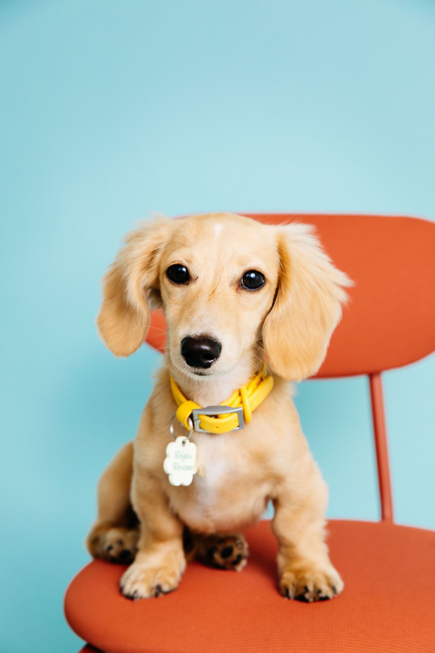 Pet portrait of a Dachshund dog sitting on a red chair with blue background at Santa Monica studio by La photographer Phia Photography.
