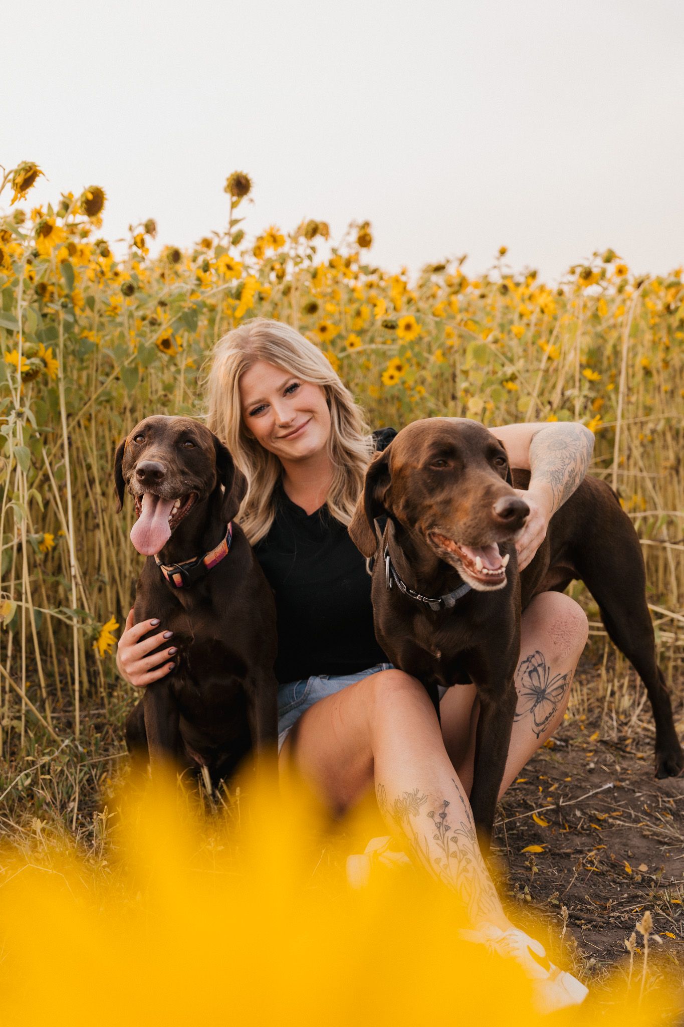 Smiling blonde woman sitting with two chocolate Labrador dogs in a vibrant sunflower field.