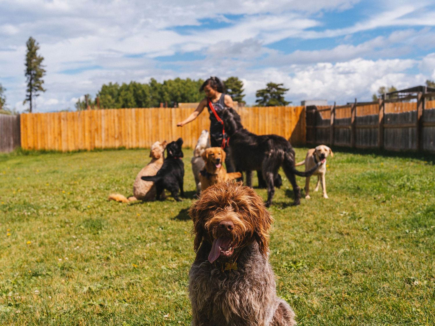 Group of dogs playing in a fenced backyard on a sunny day.