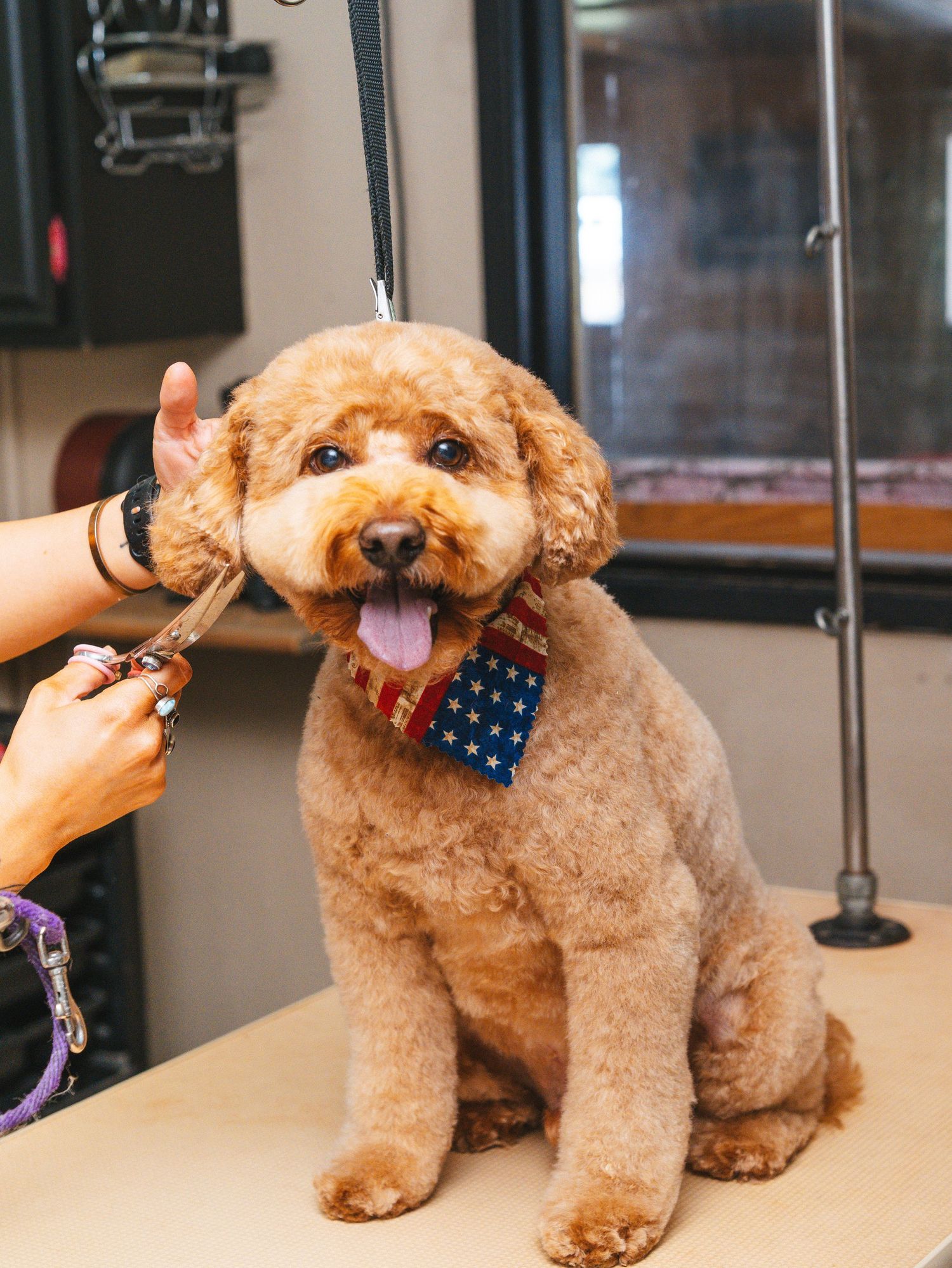 Goldendoodle dog wearing patriotic bowtie getting groomed at pet salon.