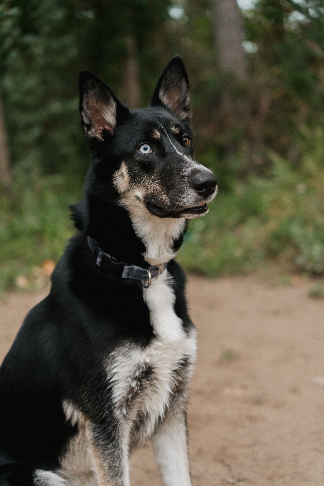 Black and white dog with heterochromia sitting outdoors on a dirt path surrounded by trees.