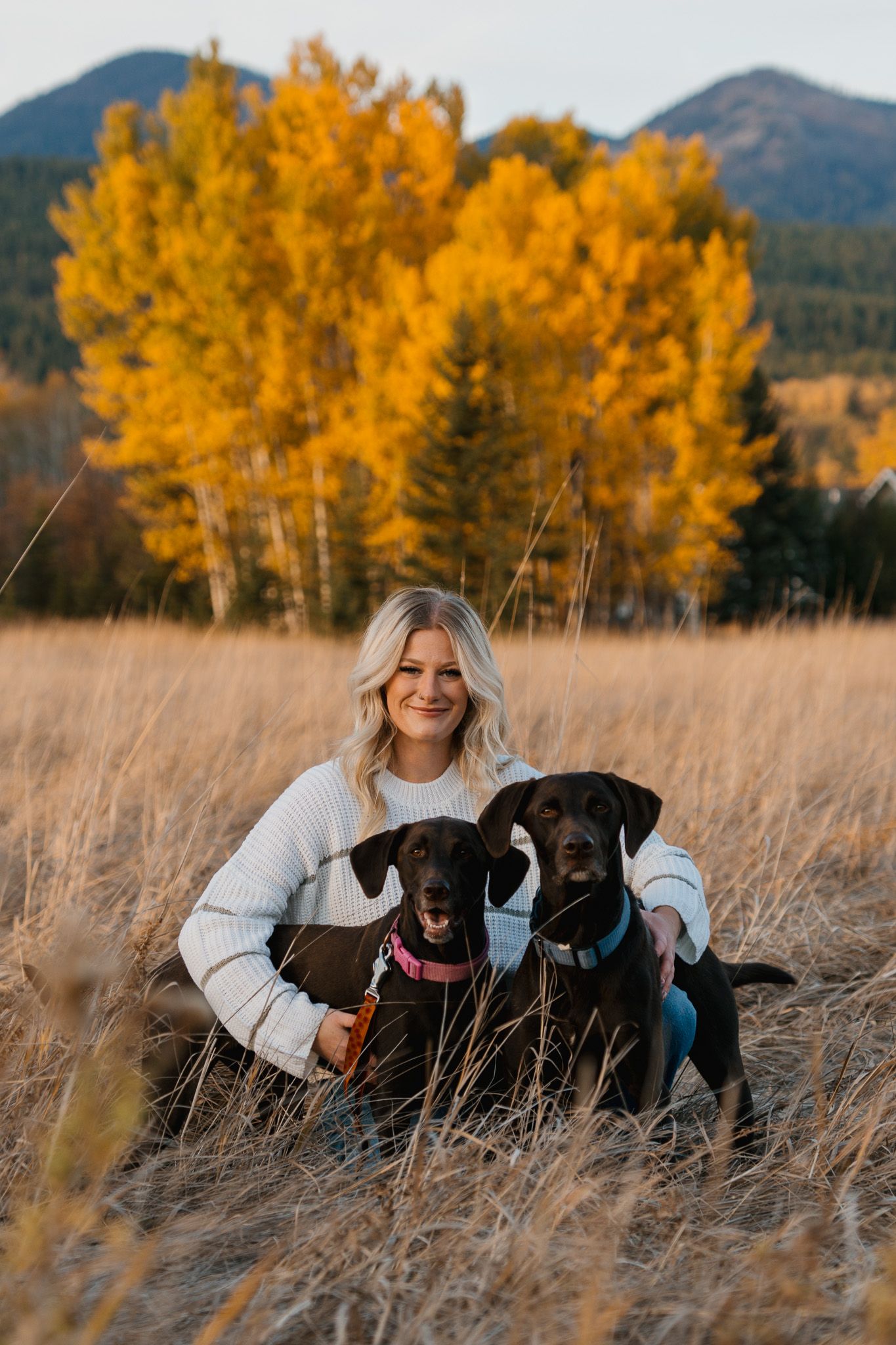 Blonde woman in white sweater posing with two chocolate Labrador dogs in golden autumn field with yellow trees and mountains.