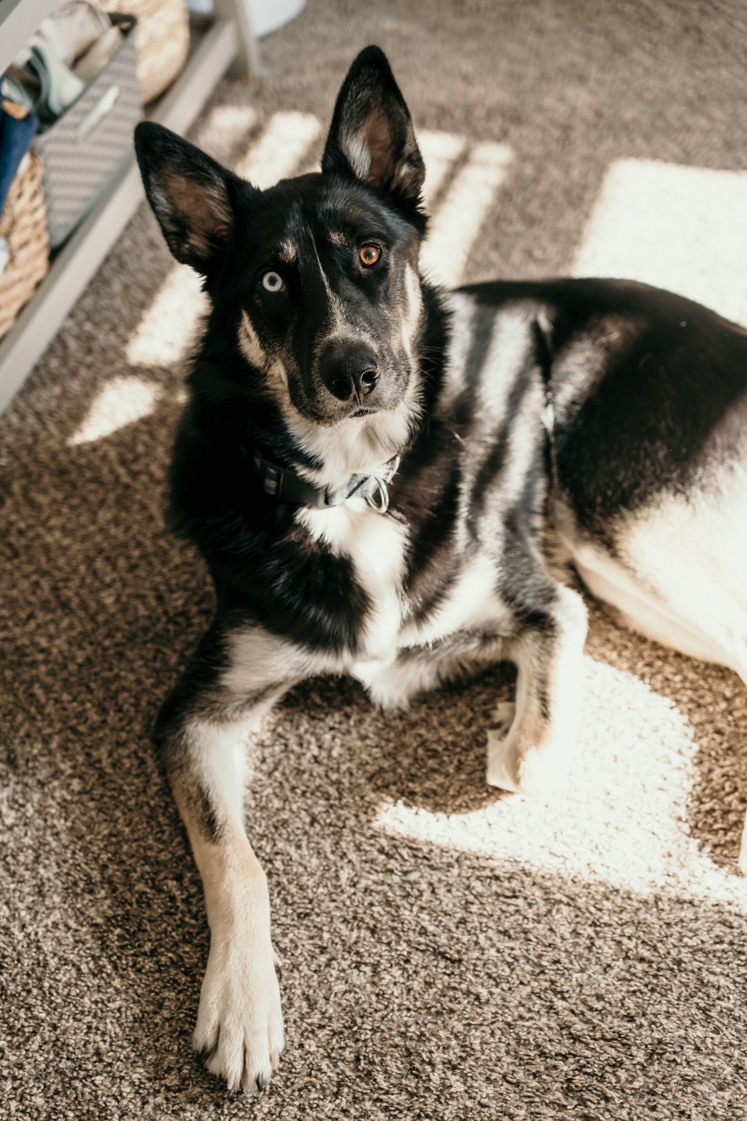 Black and white German Shepherd dog lying on carpet in sunlight, wearing collar, looking at camera.