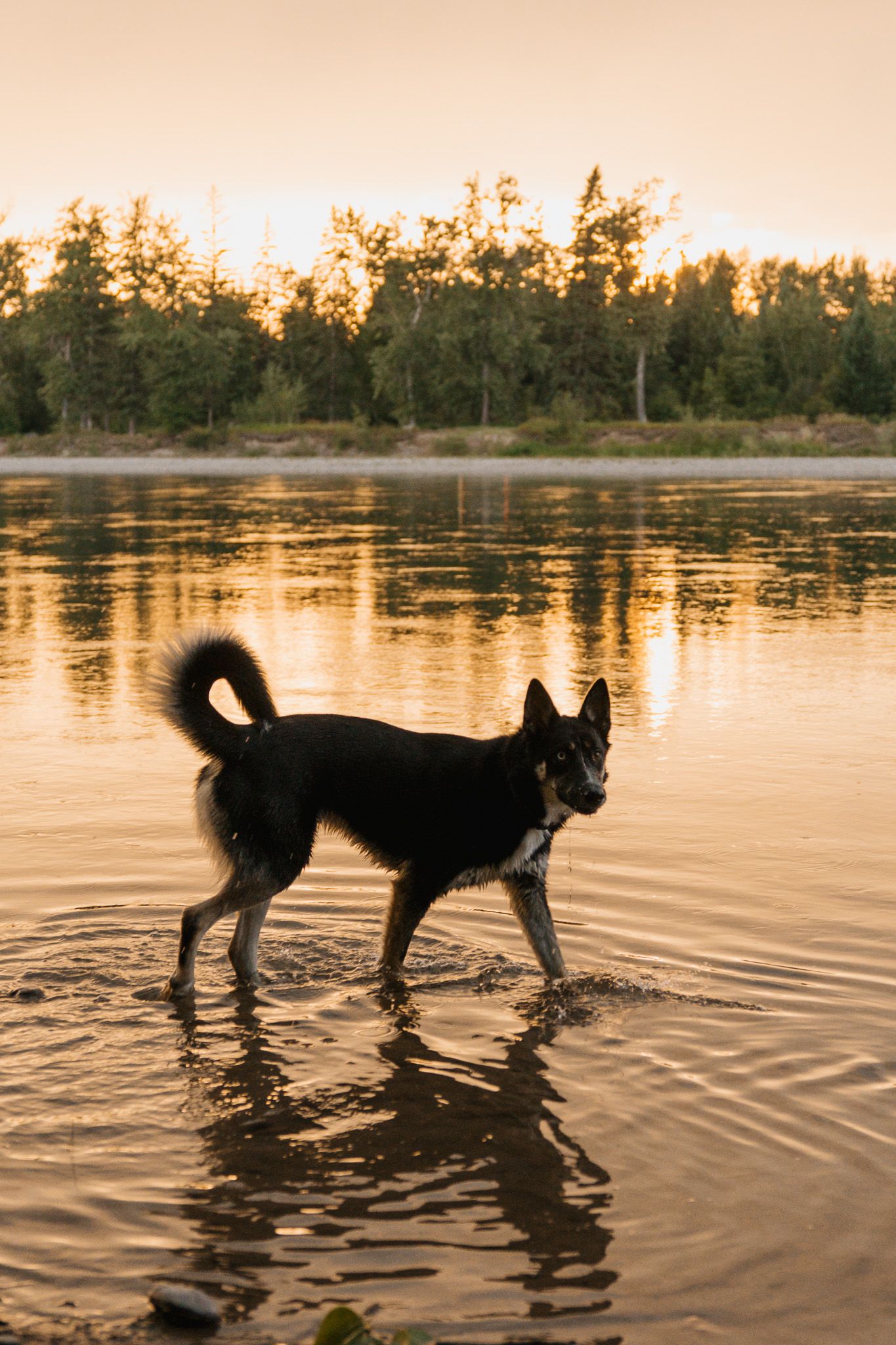 Black and white dog wading in a golden sunset lake with tree reflections in the calm water.