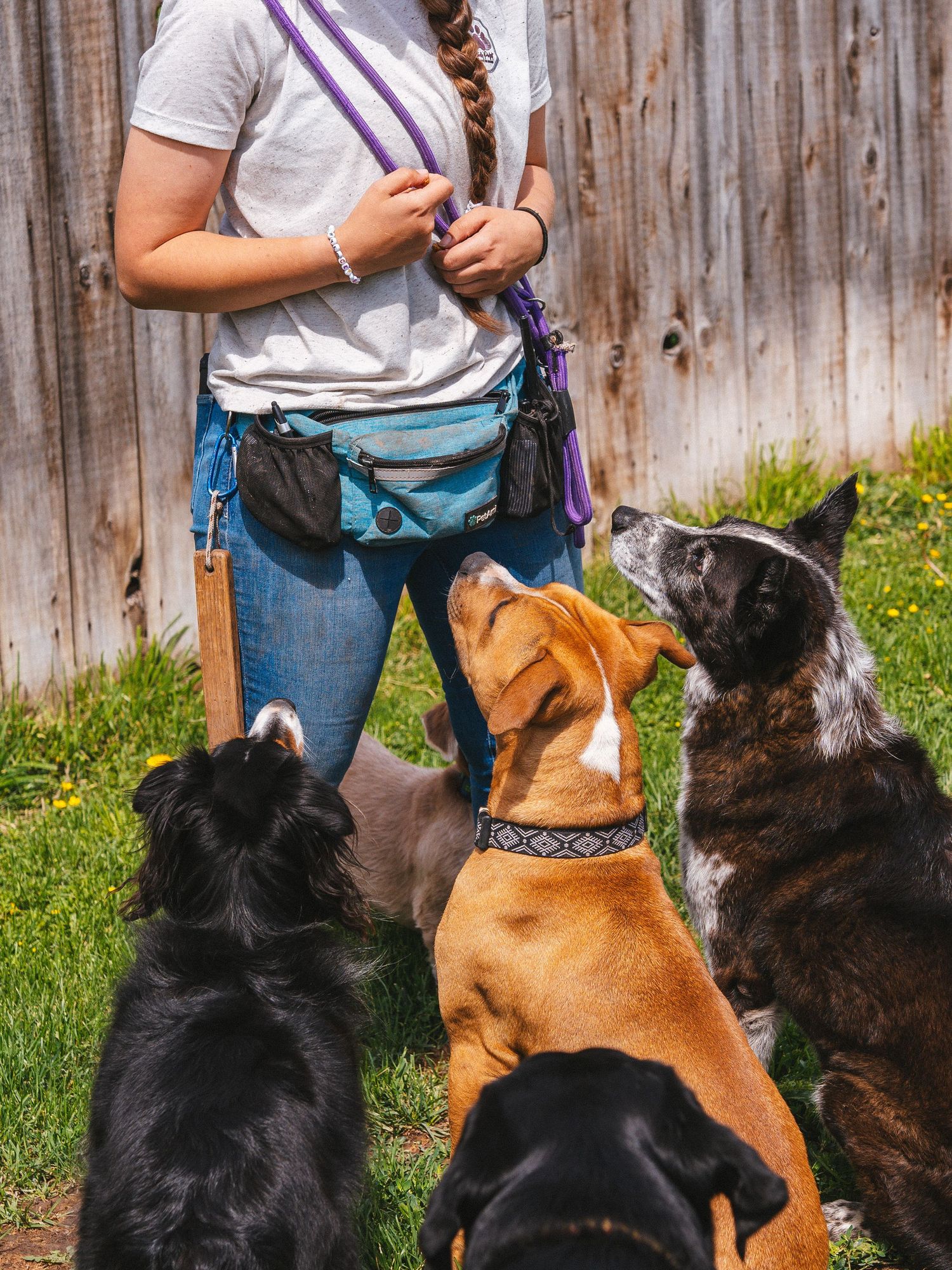 Dog walker with treat pouch surrounded by attentive dogs in backyard.