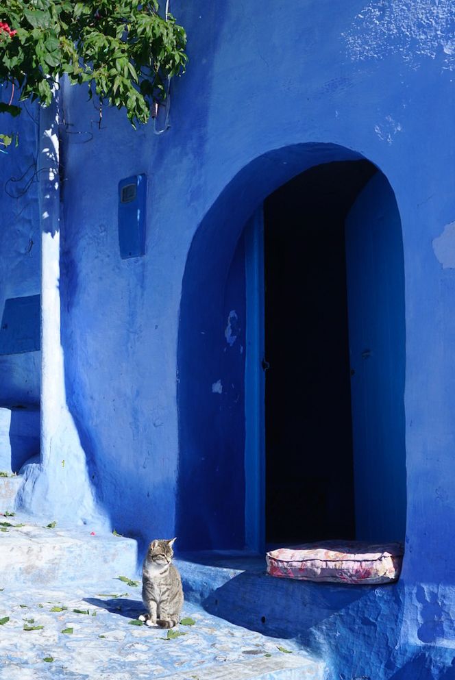 Tabby cat outside blue doorway in Chefchaouen Morocco