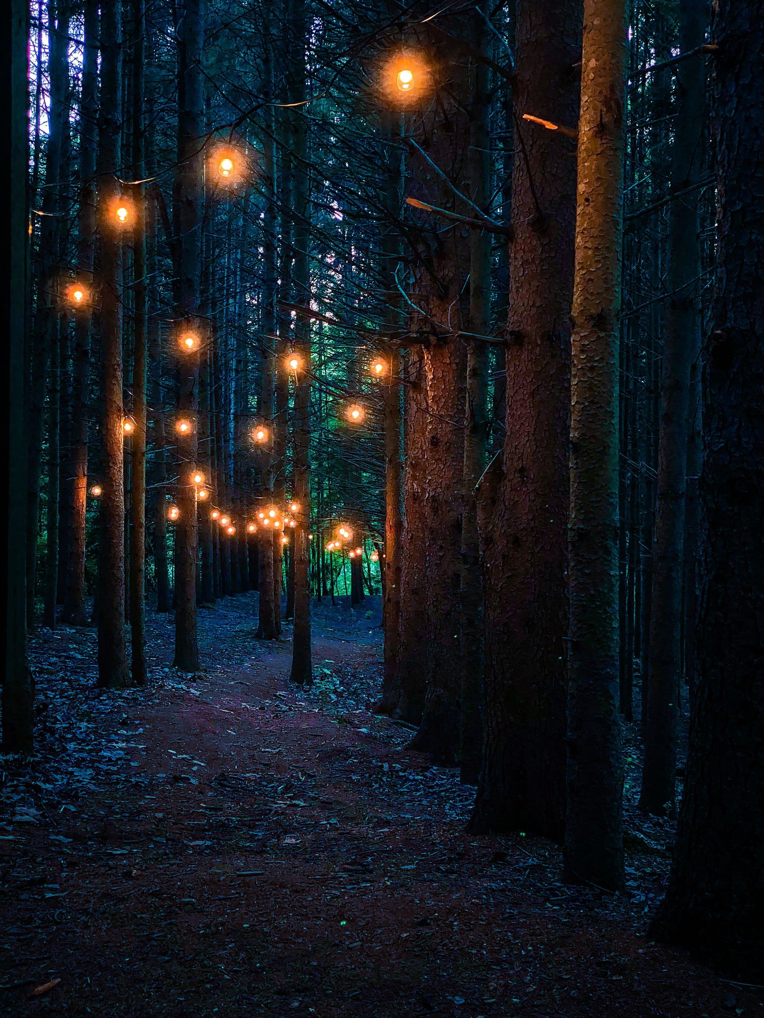 String lights in forest at dusk