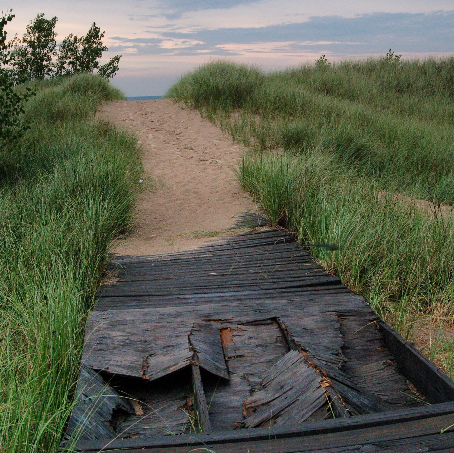 Weathered wooden boardwalk through beach dune grass at dusk