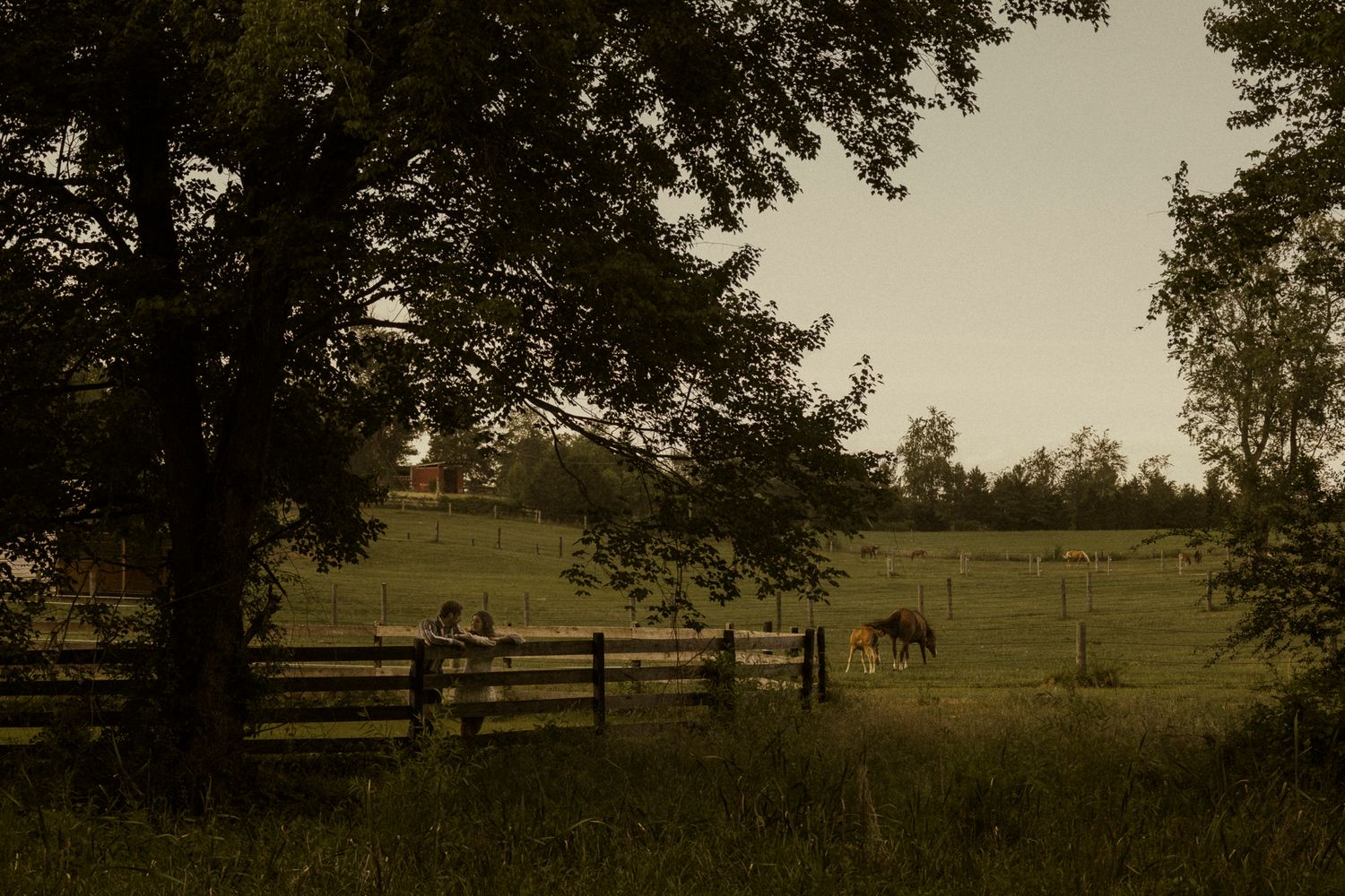 A serene farm landscape at dusk with horses grazing behind a wooden fence beneath large trees.