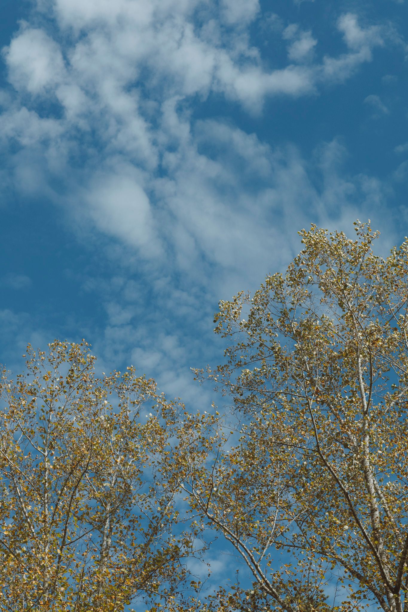 Tall trees with autumn leaves against a bright blue sky with scattered white puffy clouds.