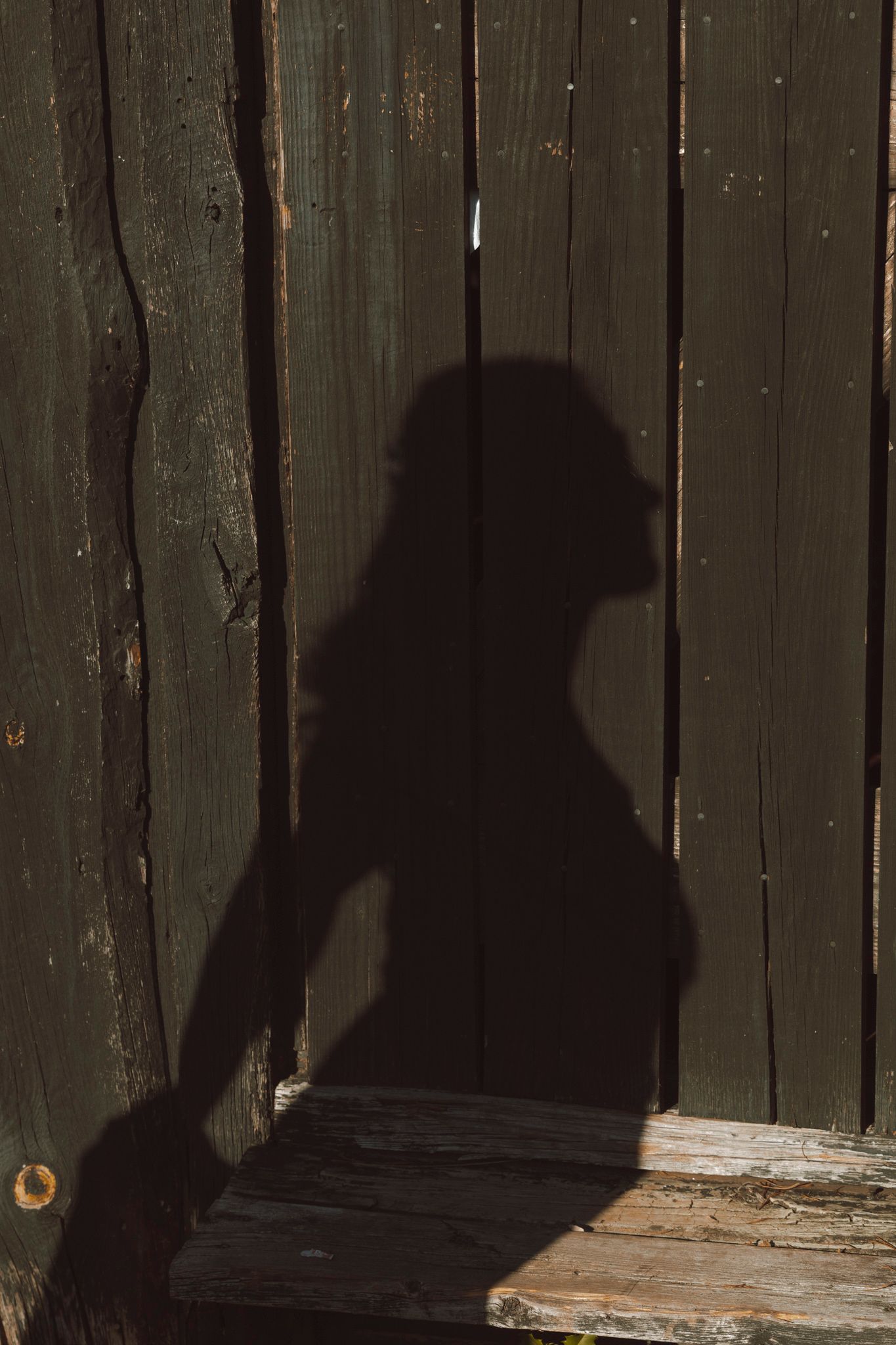 Shadows of cats cast on a wooden fence create a mysterious silhouette effect in natural lighting.