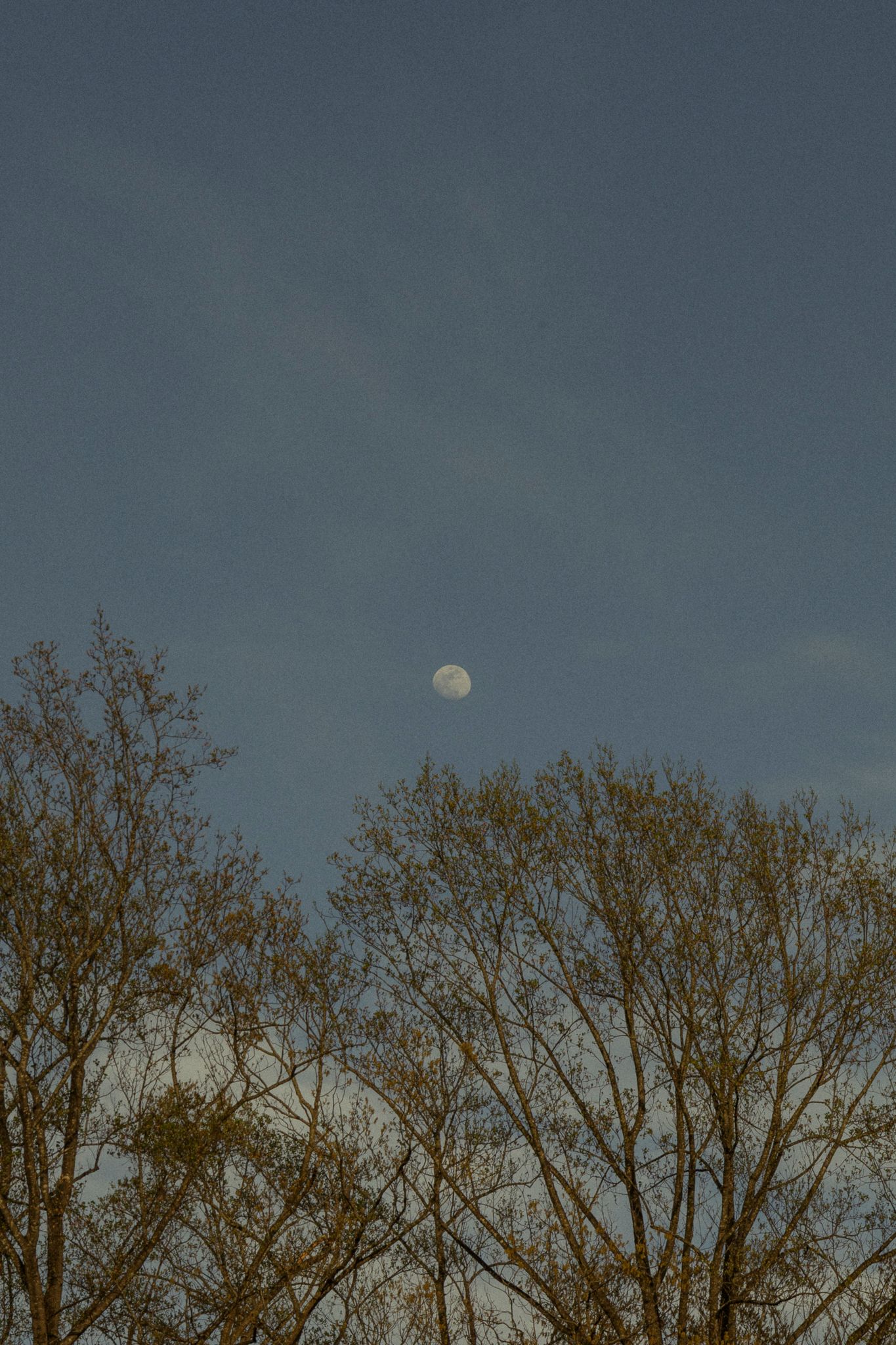 Bare trees silhouetted against a twilight blue sky with a glowing half moon visible above the branches.