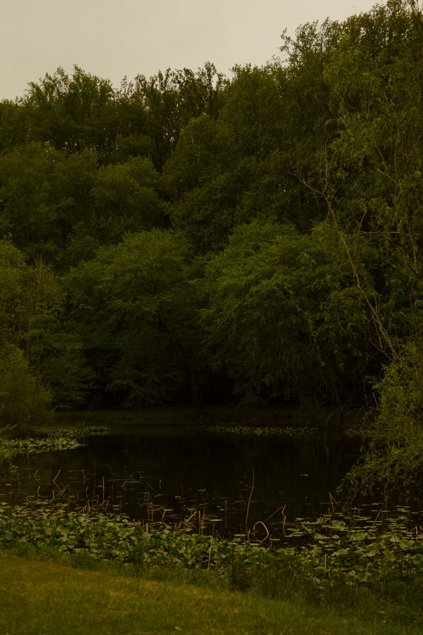 A serene pond surrounded by lush green trees and aquatic plants on an overcast day.