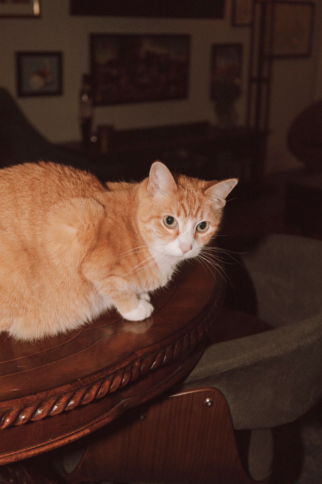 An orange cat peeks curiously from behind a dark wooden furniture piece in a dimly lit room.