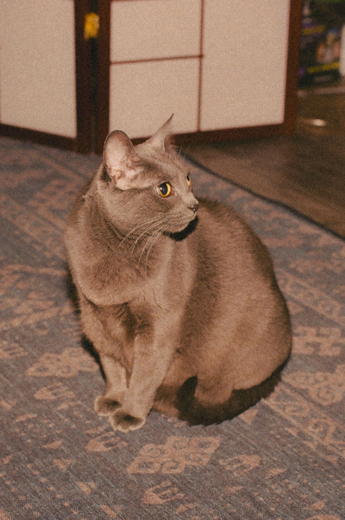 A gray cat lying on a patterned carpet looks upward in a sequence of four similar poses.