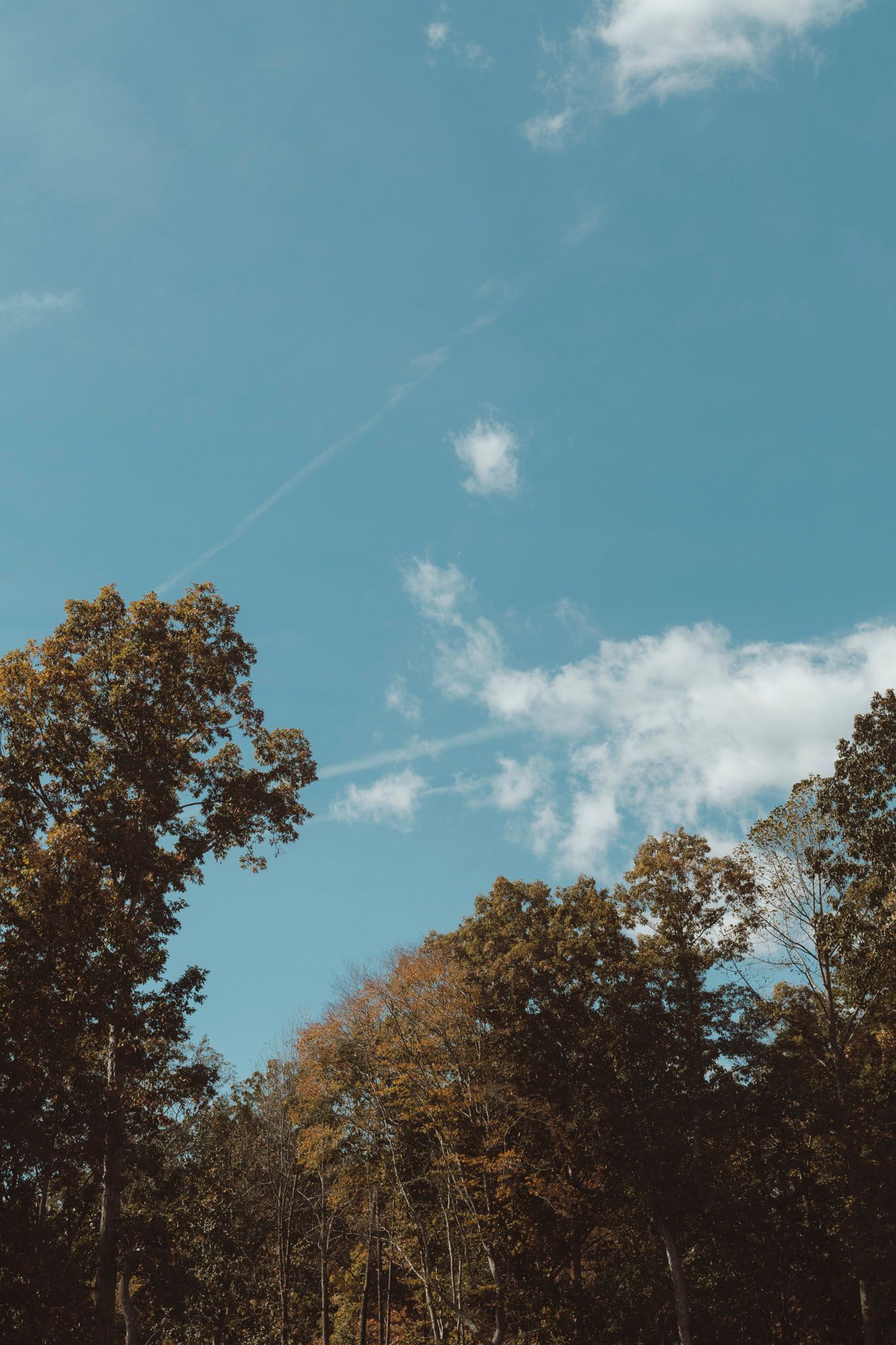Tall autumn trees with golden-brown leaves reach toward a bright blue sky with scattered white clouds on a sunny day.