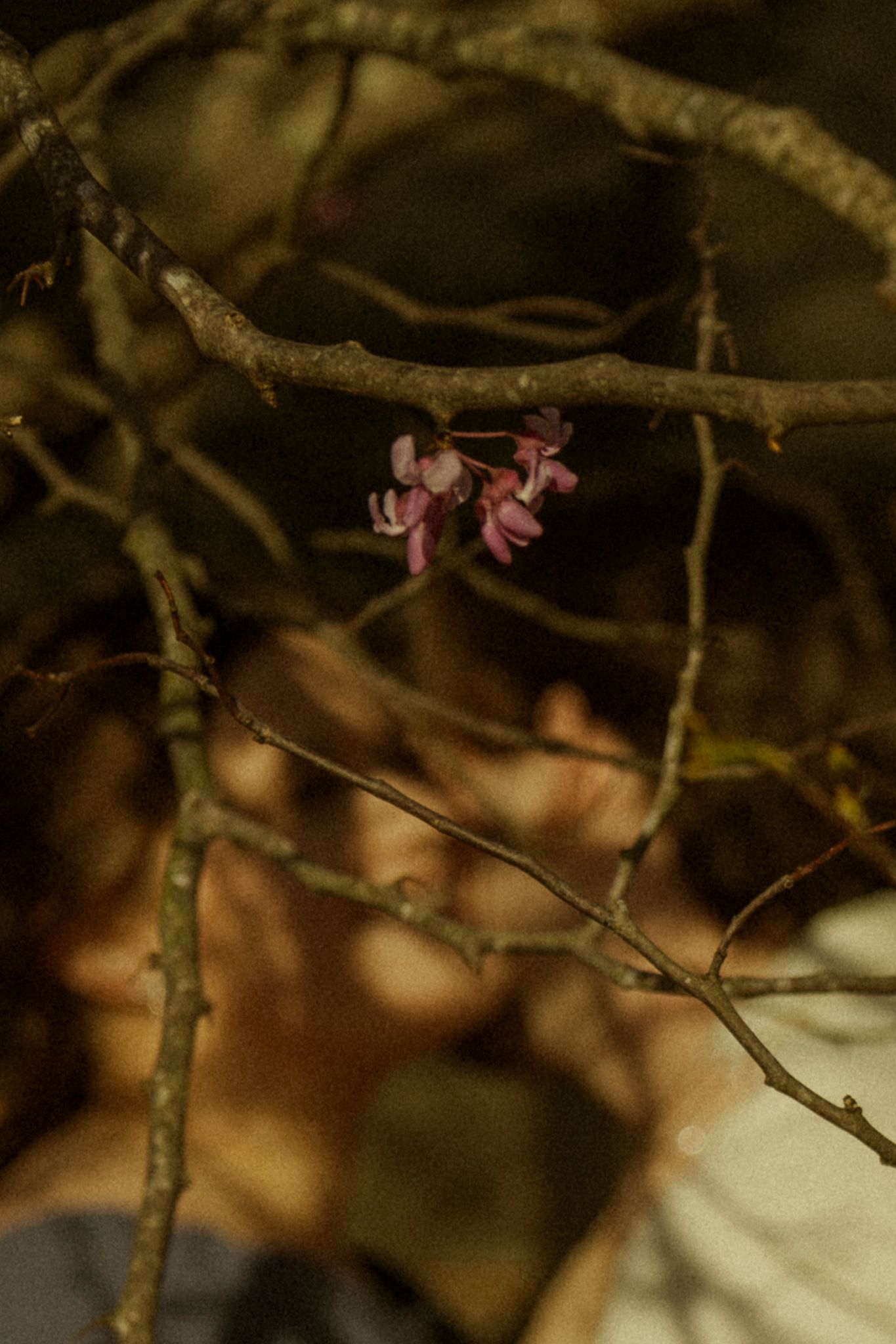 Delicate pink flowers bloom on bare branches of a redbud tree against a dark, moody background.