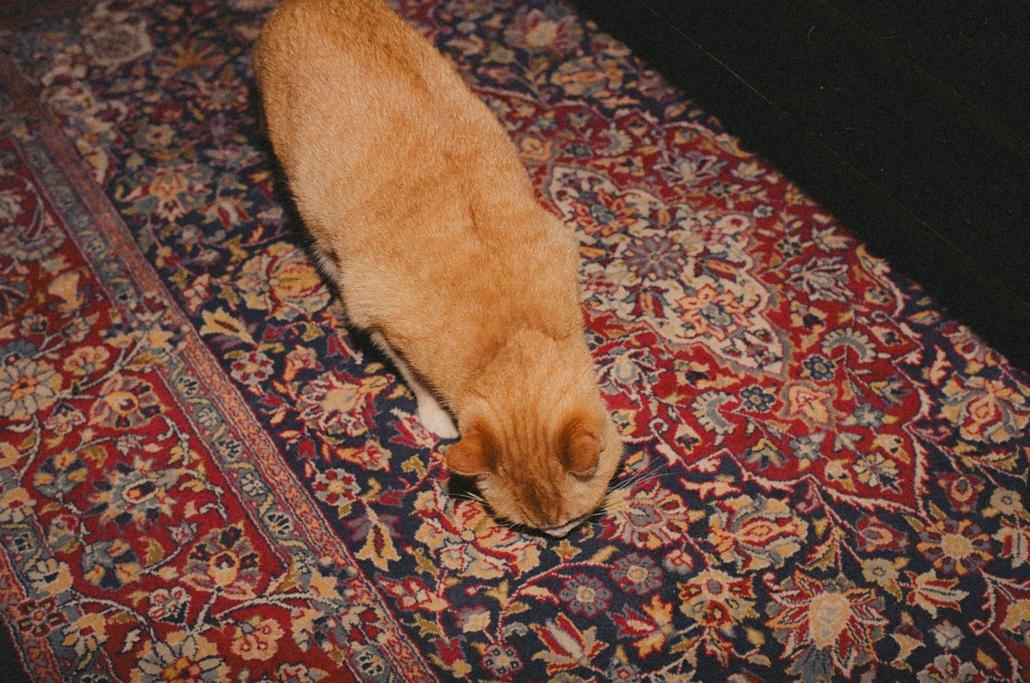 Orange cat playfully chases its tail in a circular motion on an ornate Persian rug.