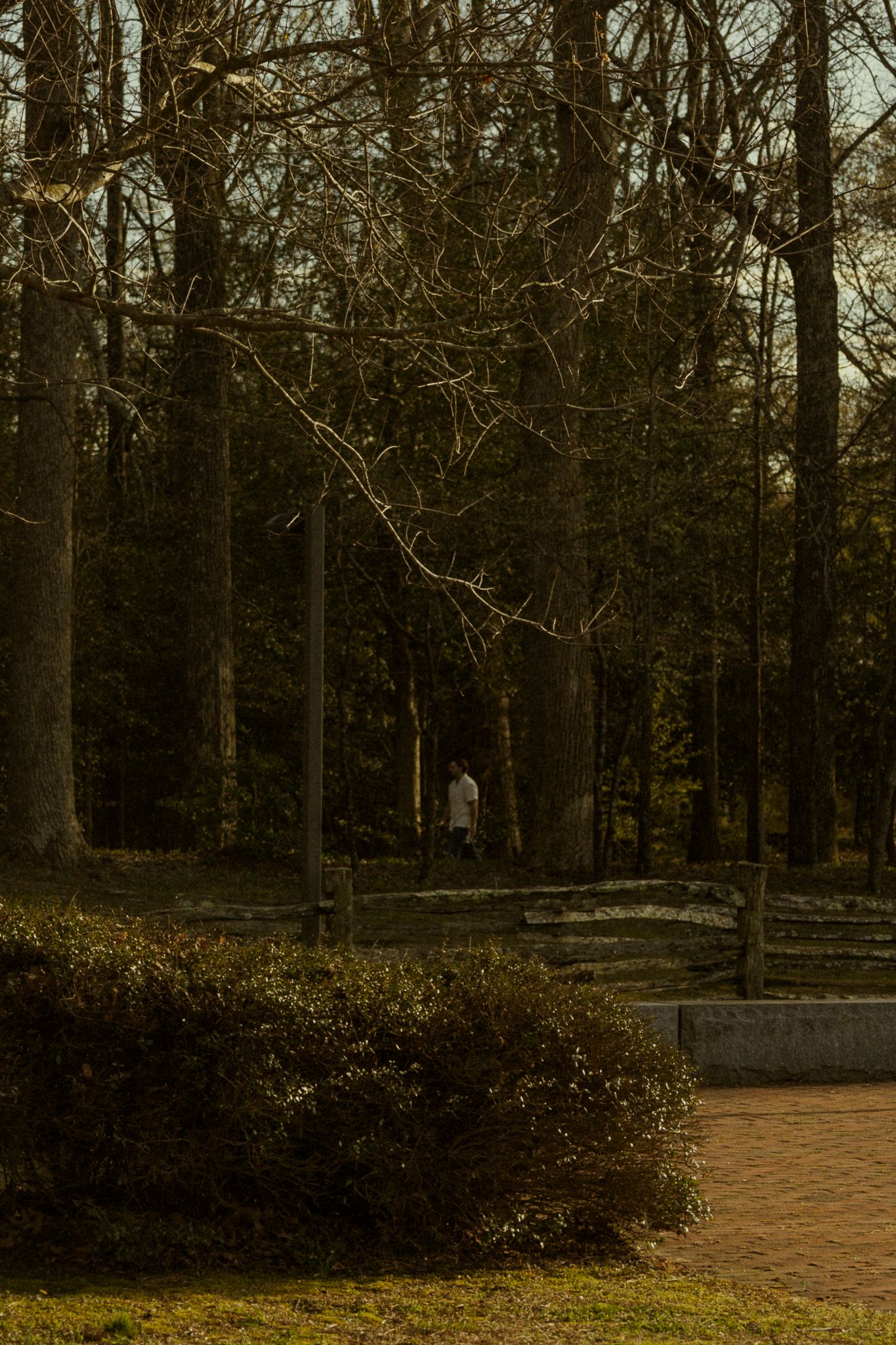 A lone figure walks through a moody, dark park with bare trees and lush green shrubs along a brick pathway.