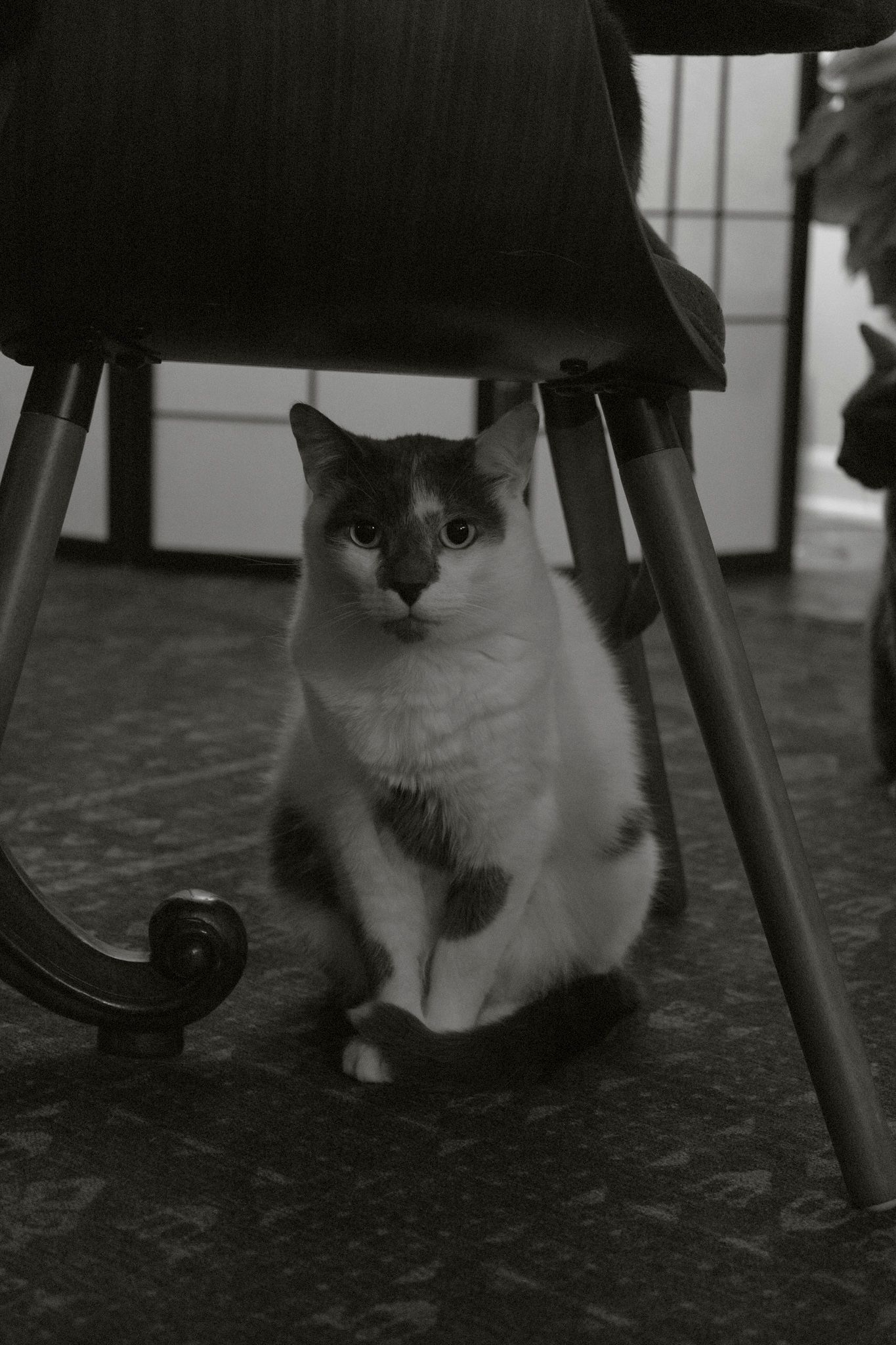 A black and white cat peeks out from underneath a chair in a sequence of four similar monochromatic photos.