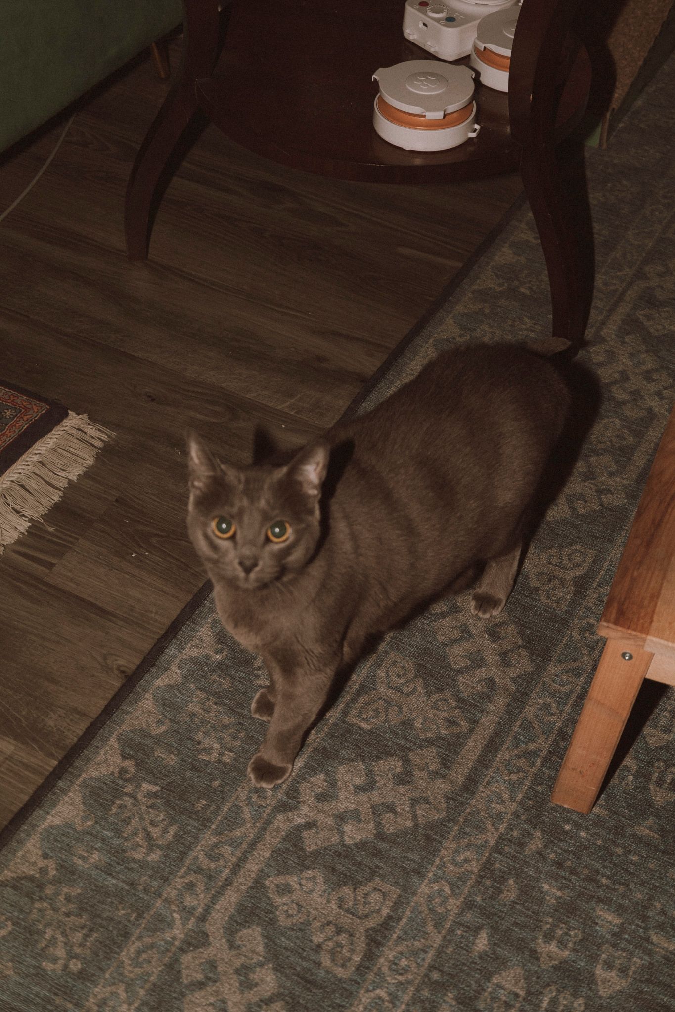 A sequence of photos showing a grey cat moving across a patterned area rug on a hardwood floor.