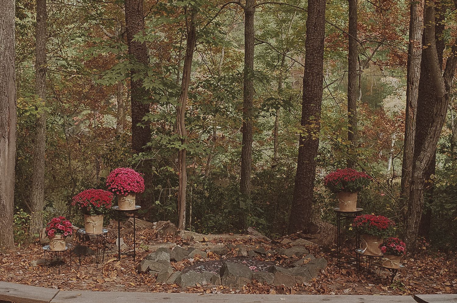 A scenic wooded path with bright red azalea bushes lining the trail through a forest of tall trees.