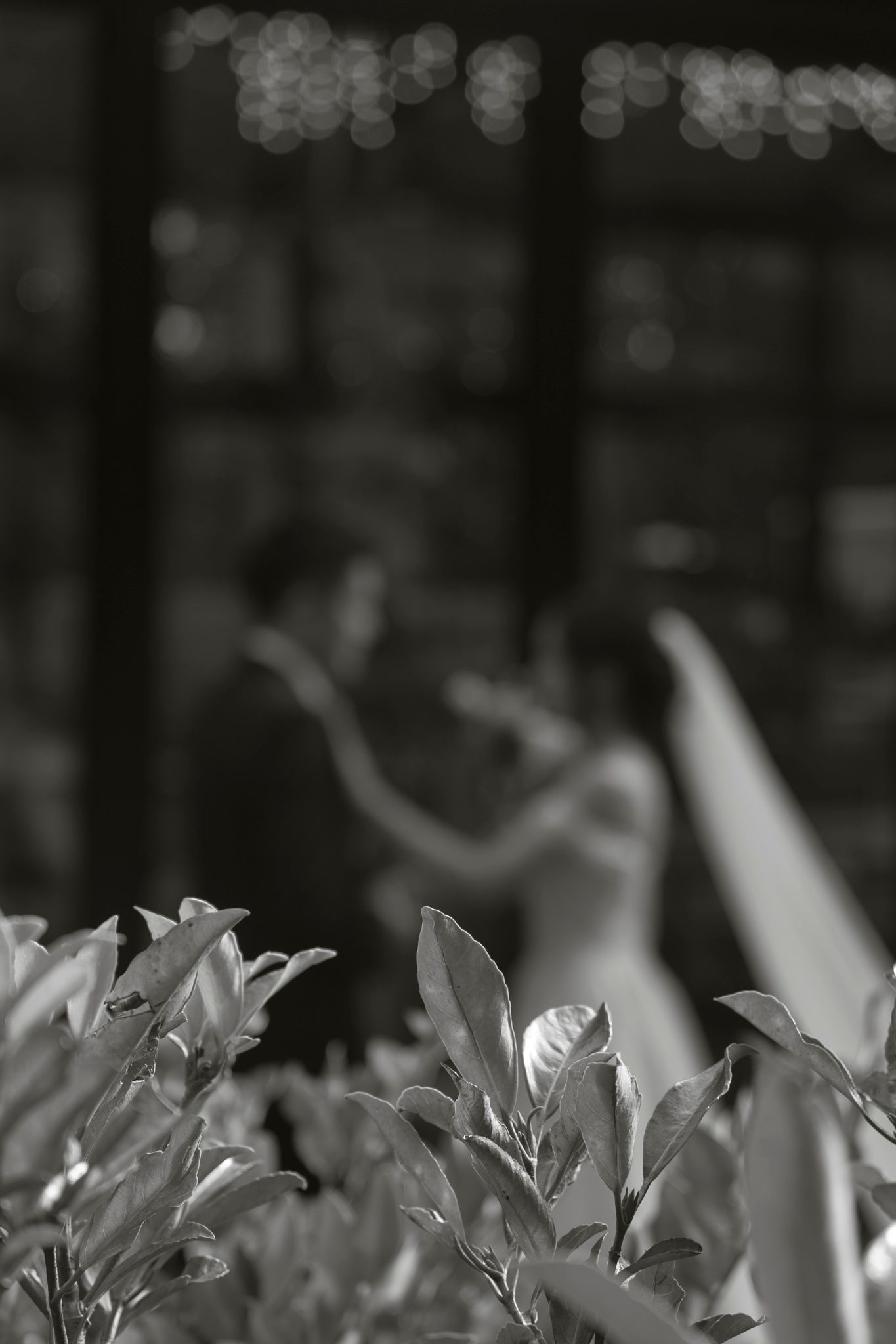 Close-up black and white photograph of white lilies with soft bokeh lighting in the background.