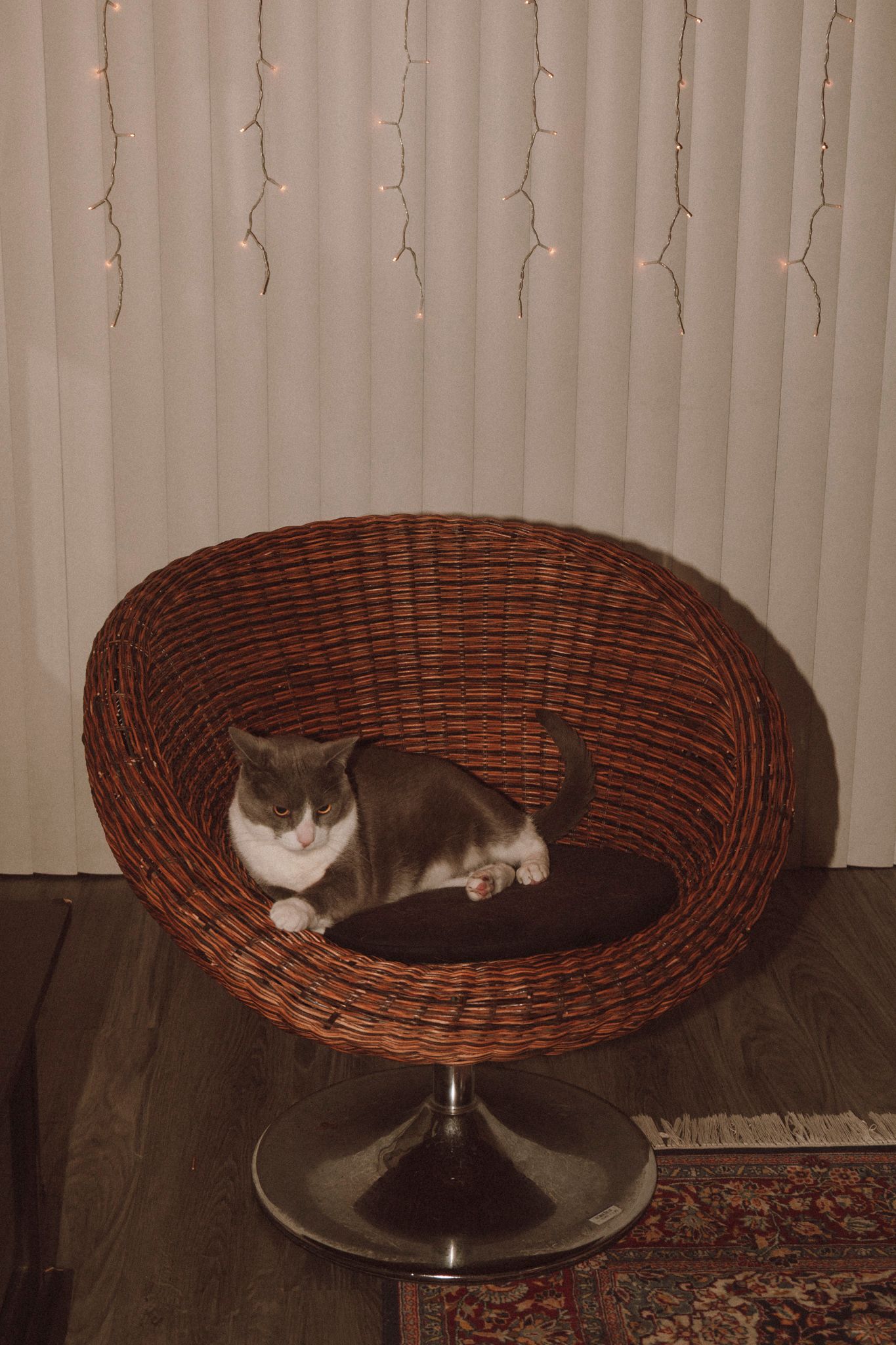 A gray and white cat lounges in a modern round wicker chair with metal base against a backdrop of string lights.