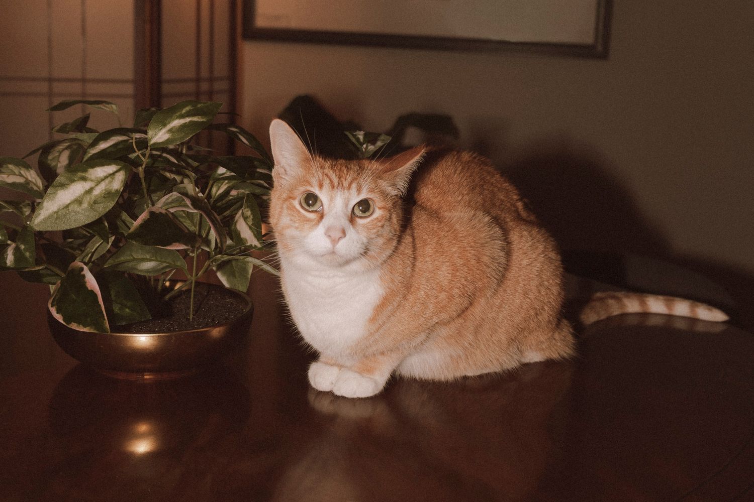 An orange and white cat resting on a dark surface in low light conditions.