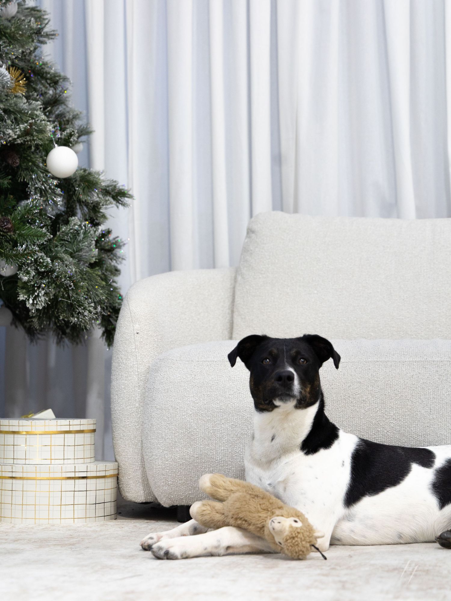 Black and white dog rests on white couch with plush toy near Christmas decorations and white curtains.