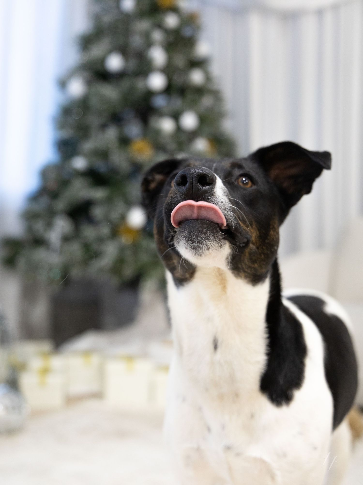 Black and white dog makes various silly facial expressions in front of Christmas tree in festive holiday photo series.