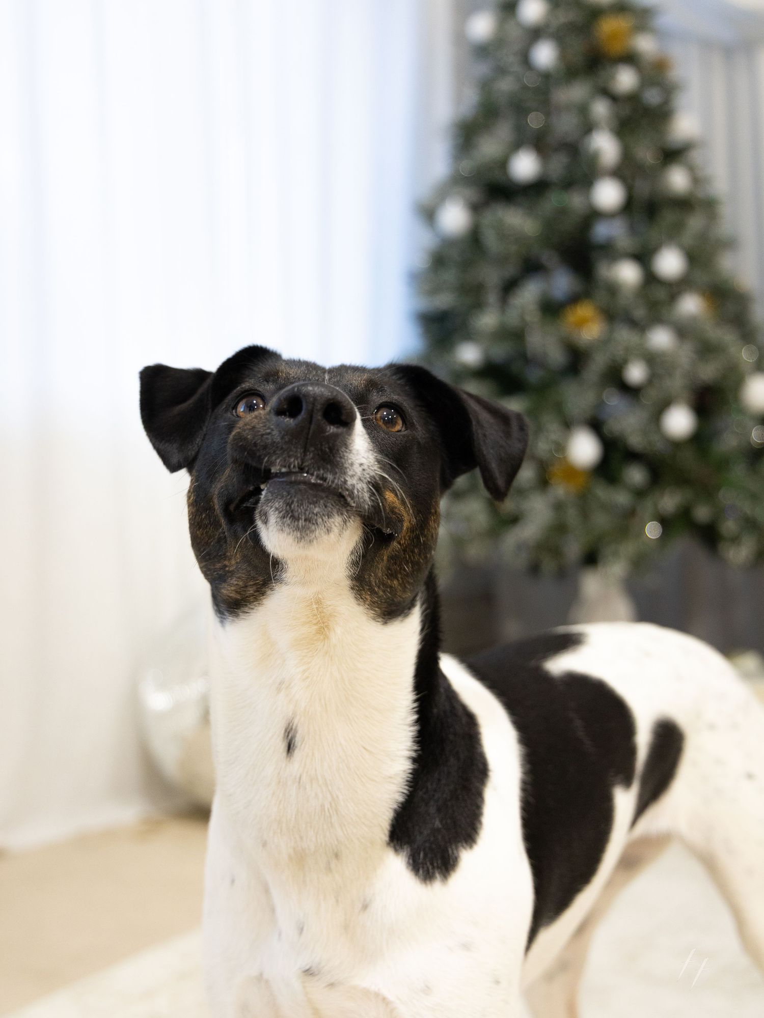 Black and white rat terrier dog poses in front of decorated Christmas tree with ornaments and lights in background.