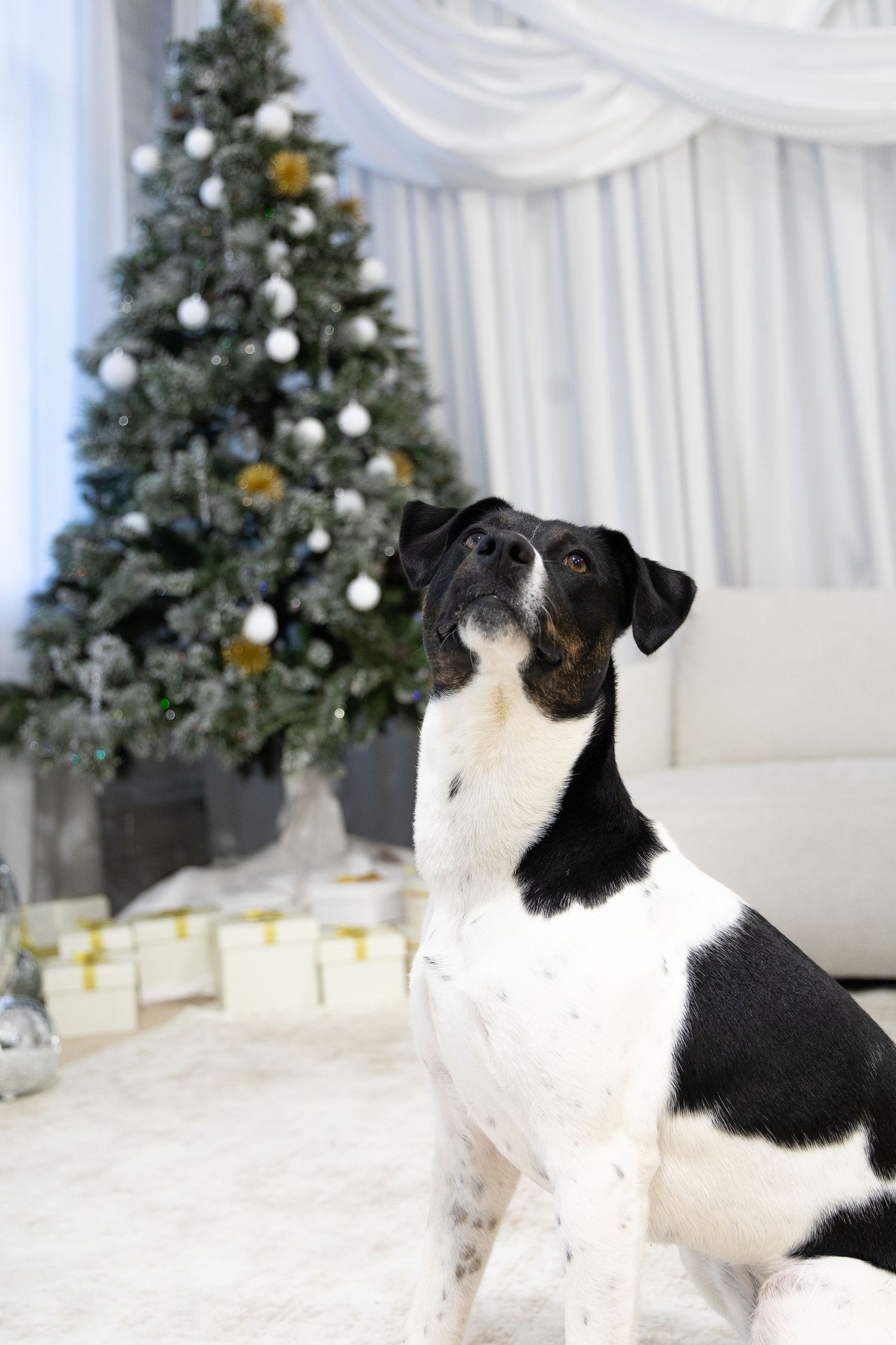 Black and white dog poses elegantly in front of decorated Christmas tree with white and gold ornaments.