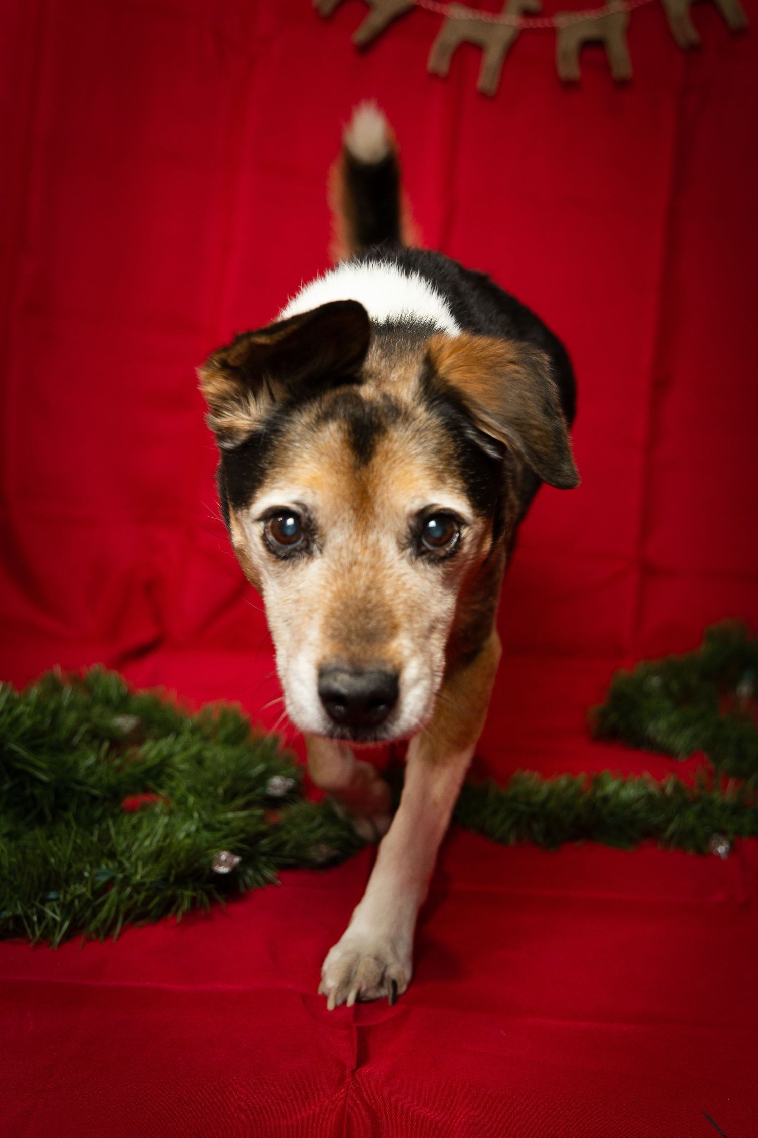 Christmas Dog