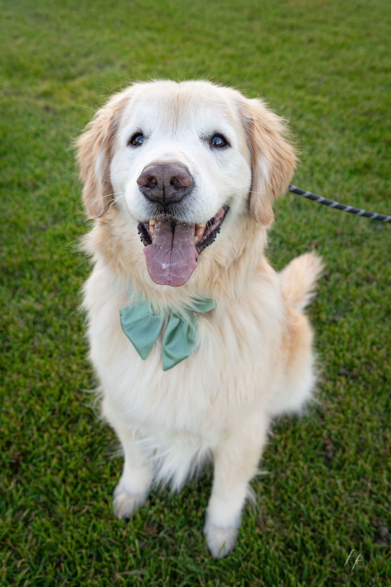 A happy golden retriever wearing a green bow tie sits on lush grass, tongue out, on a leash.