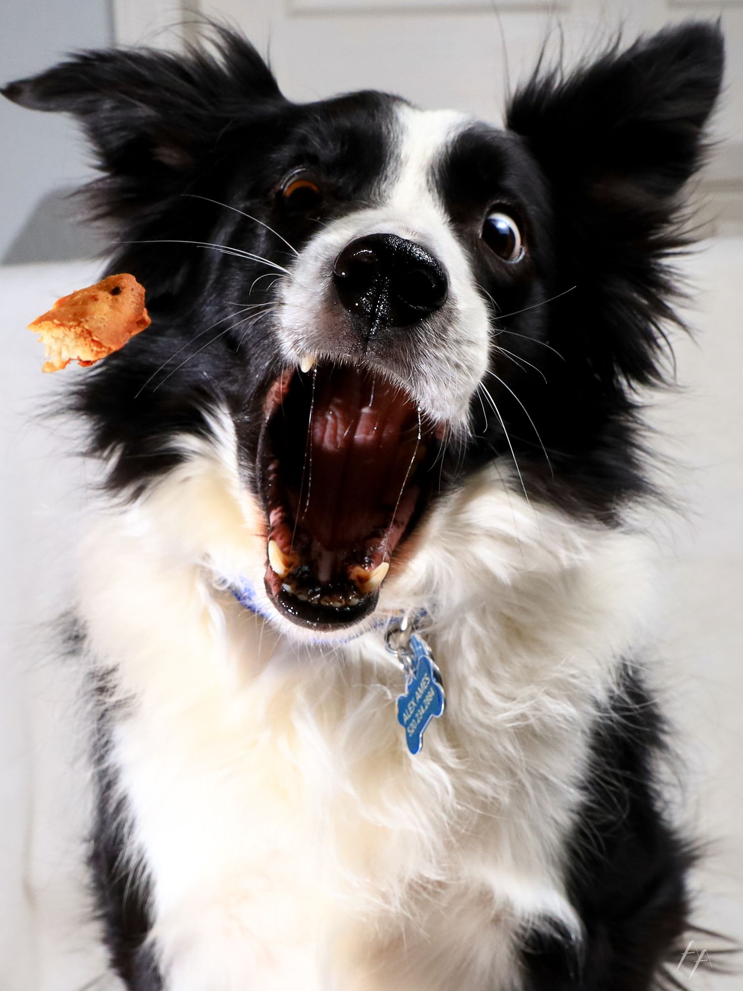 Black and white border collie with excited expression and open mouth.
