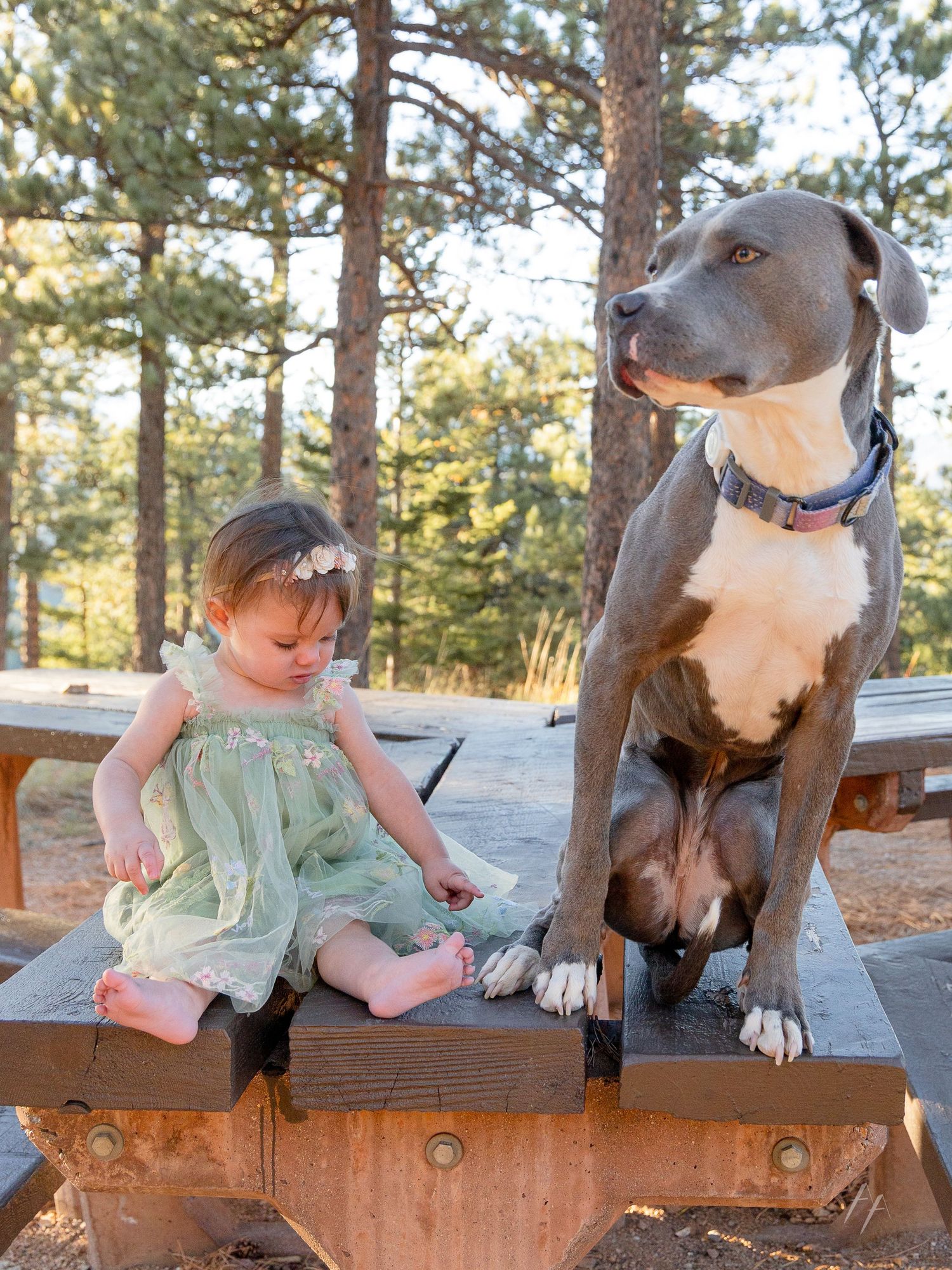 A child and a large brown dog sit together on a wooden bench in a sunny pine forest setting.