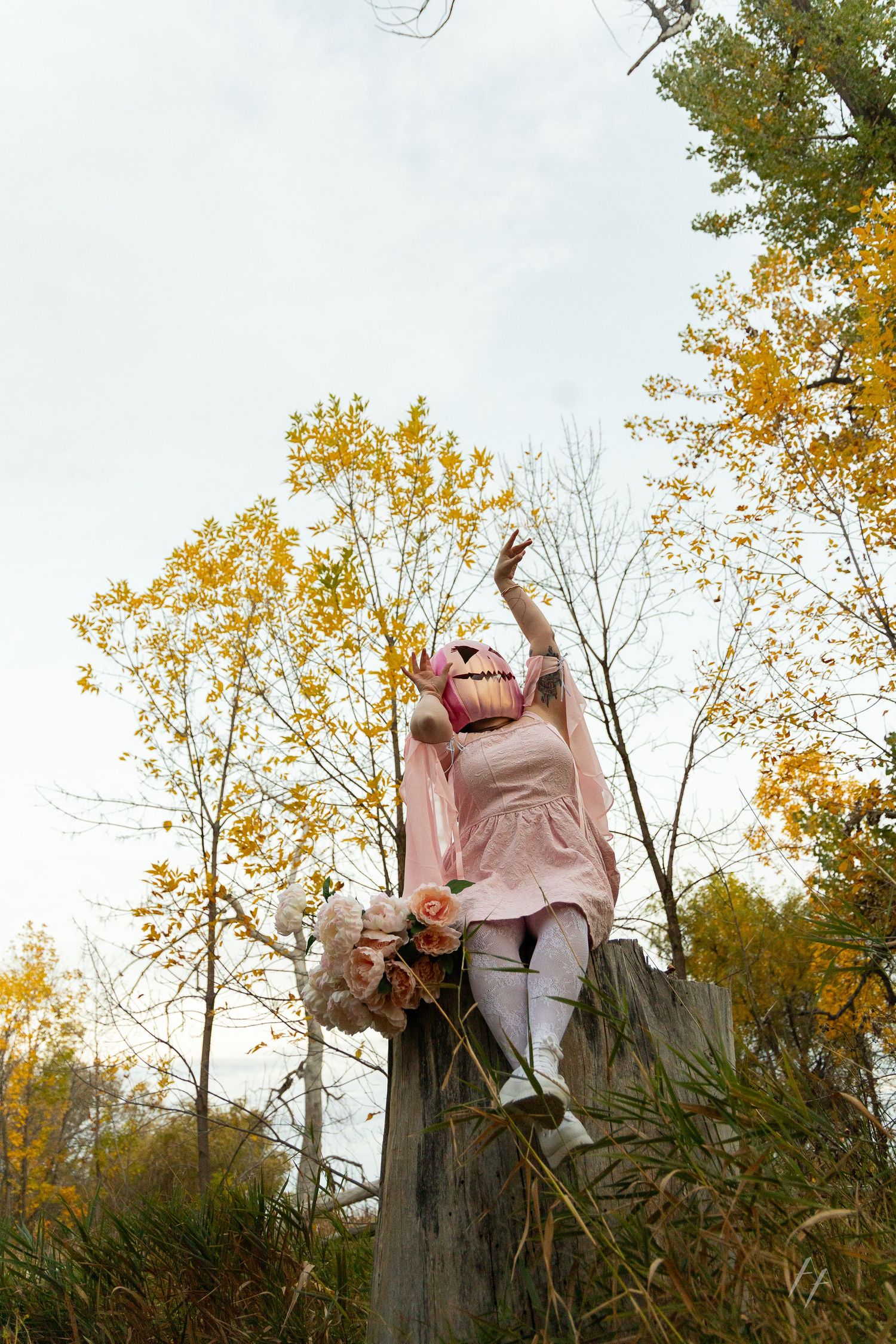 A playful autumn moment captured against golden trees and falling leaves. Broomfield Colorado