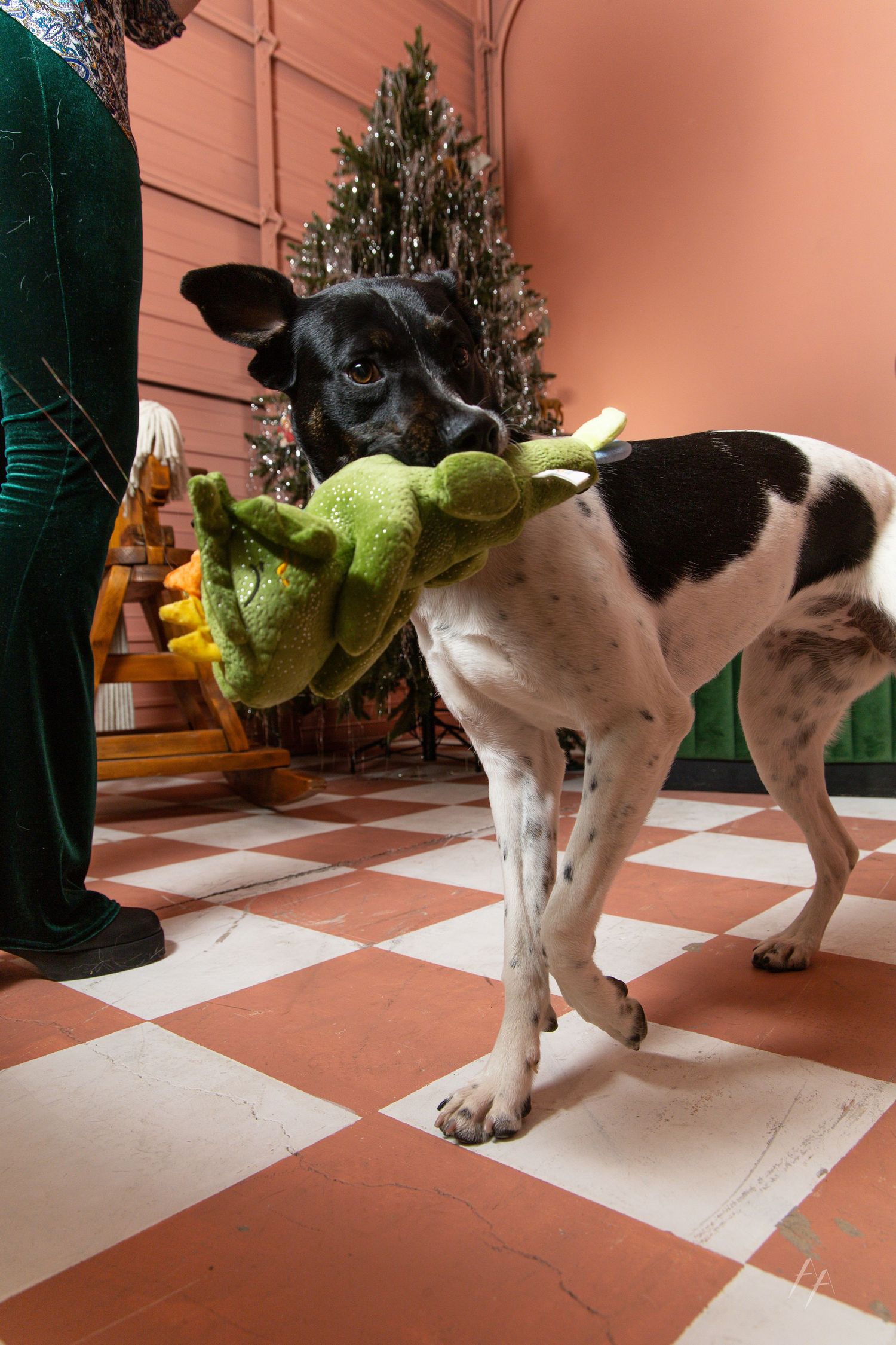 Small black and white dog wearing a green dinosaur costume plays on a checkered floor.