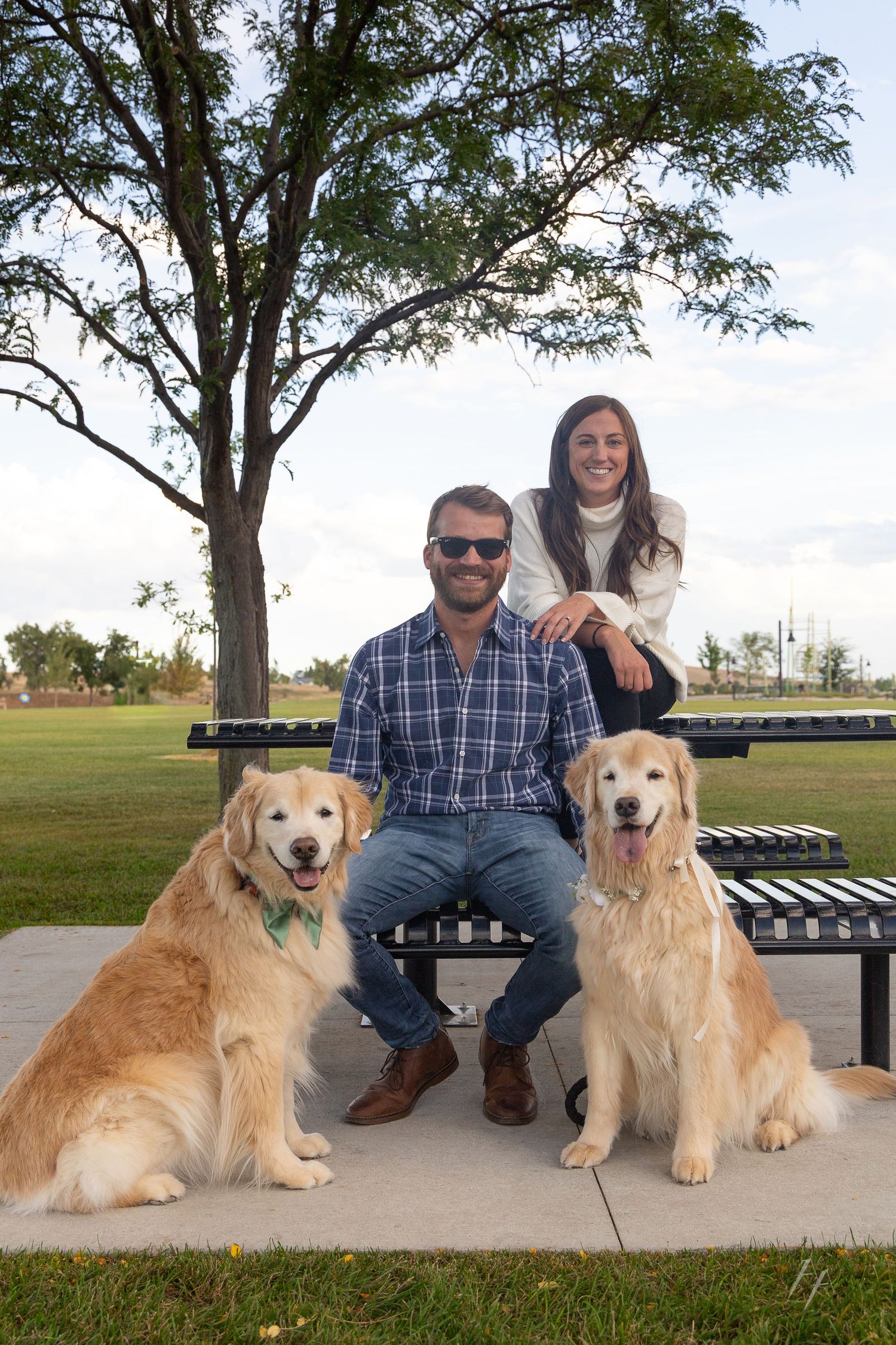 Couple with two golden retrievers sitting on a park bench under a tree on a sunny day.