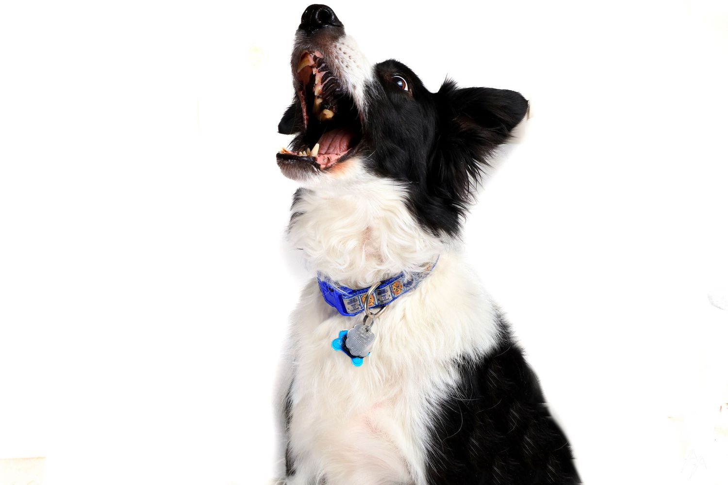 Border collie looking upward with eager expression against white background.