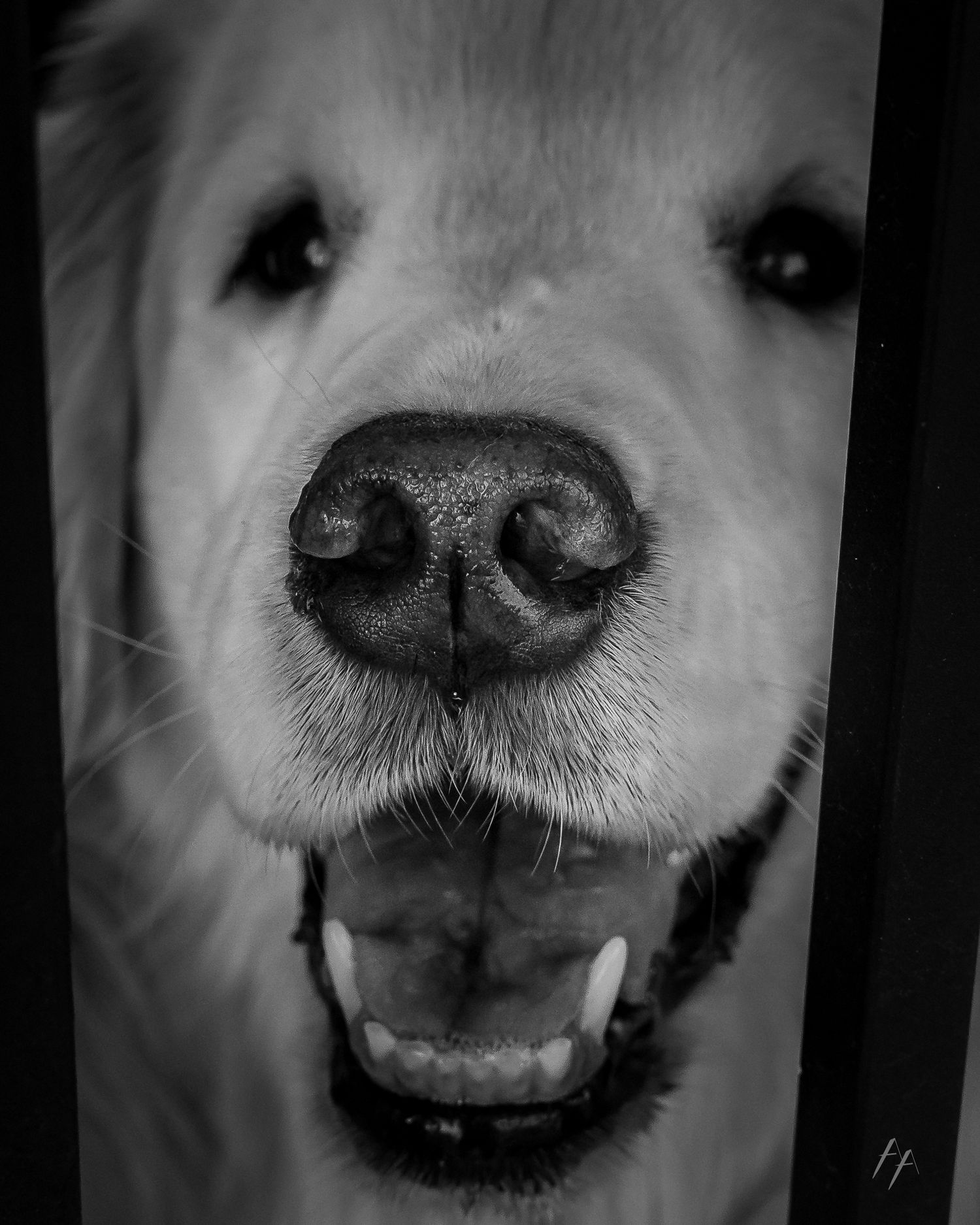 Golden retriever engagement photos