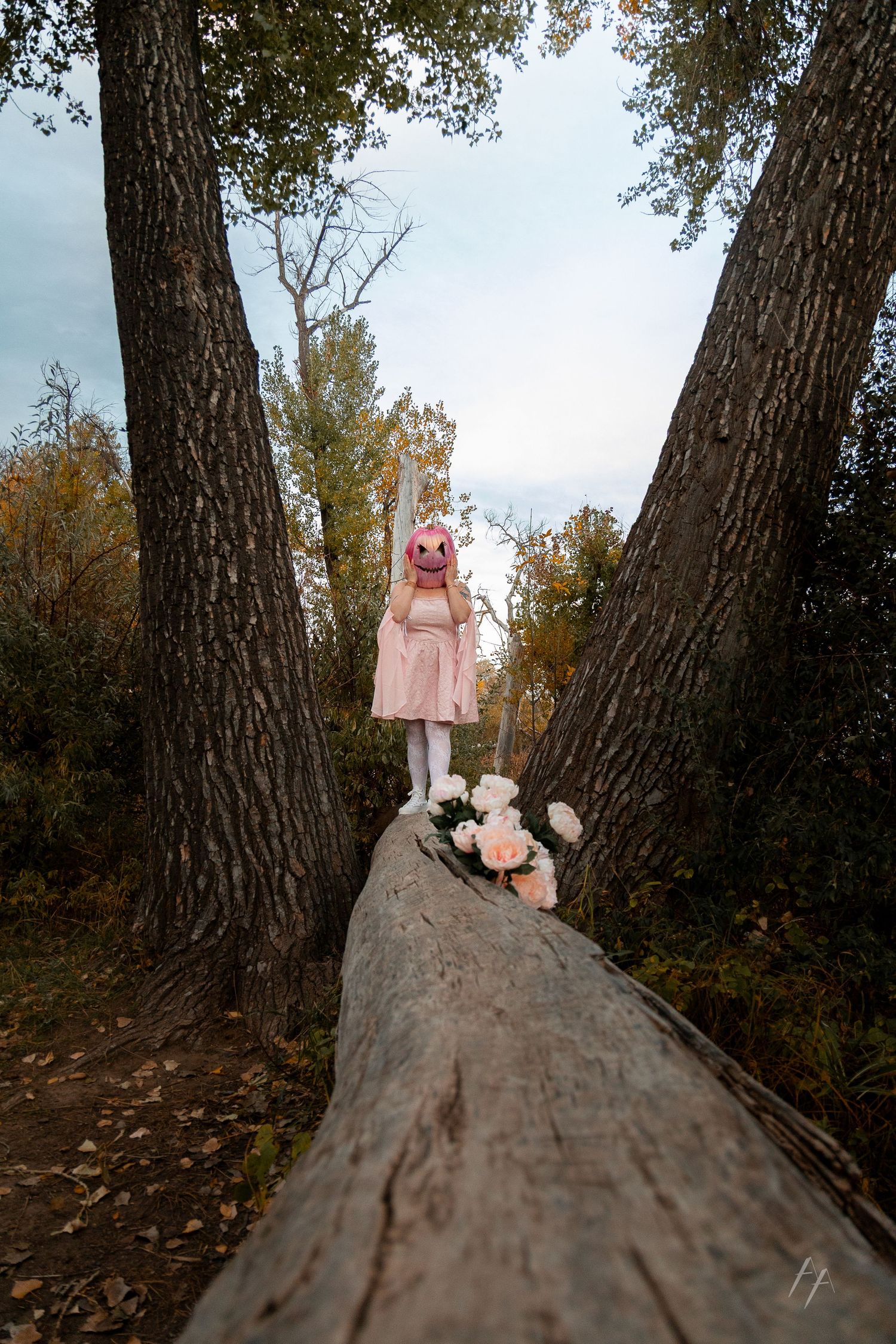 A figure in pink stands atop a fallen tree trunk between two large trees in autumn. Broomfield Colorado