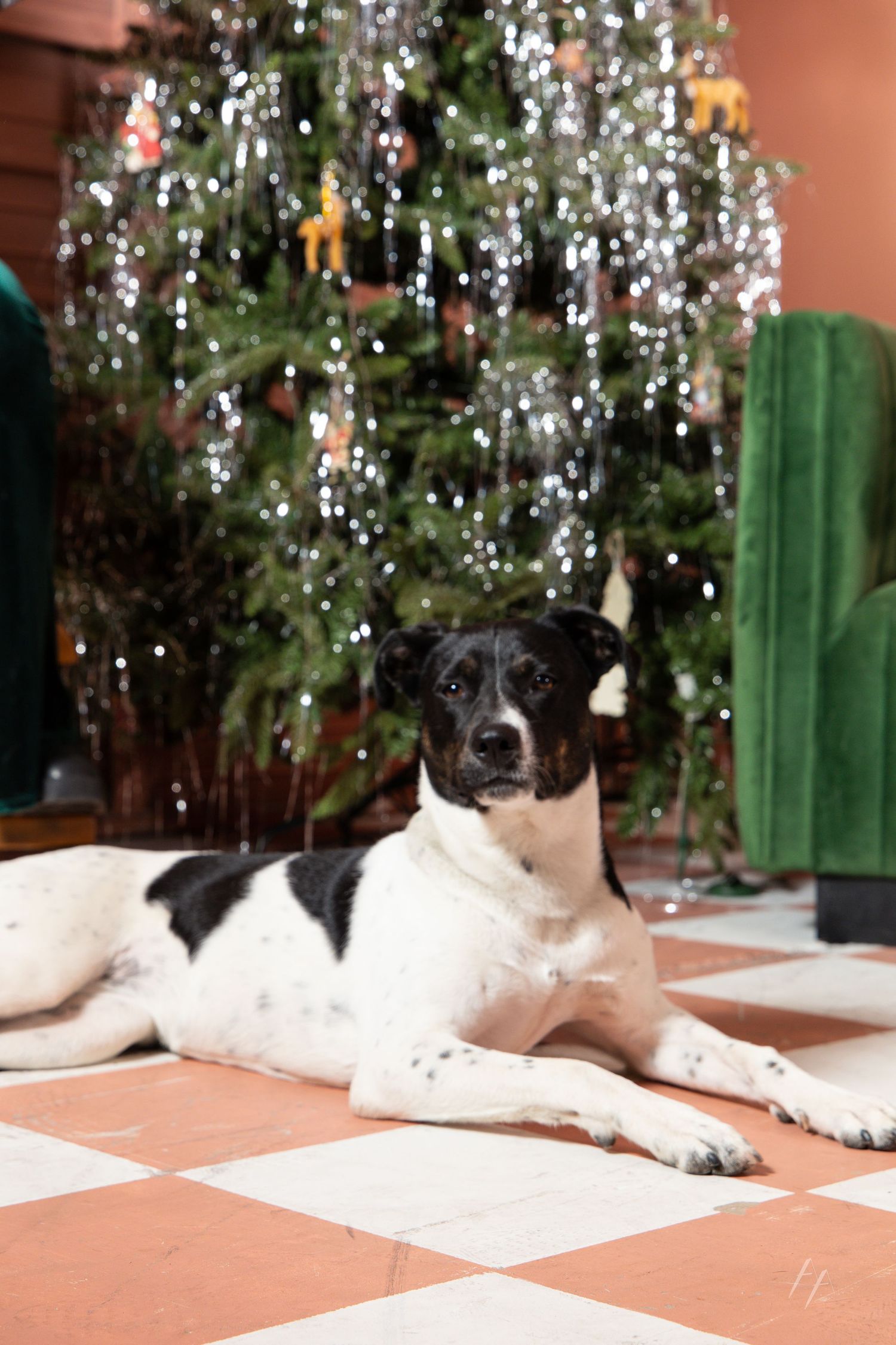 A black and white dog rests on a terracotta tiled floor beside a Christmas tree with twinkling lights.