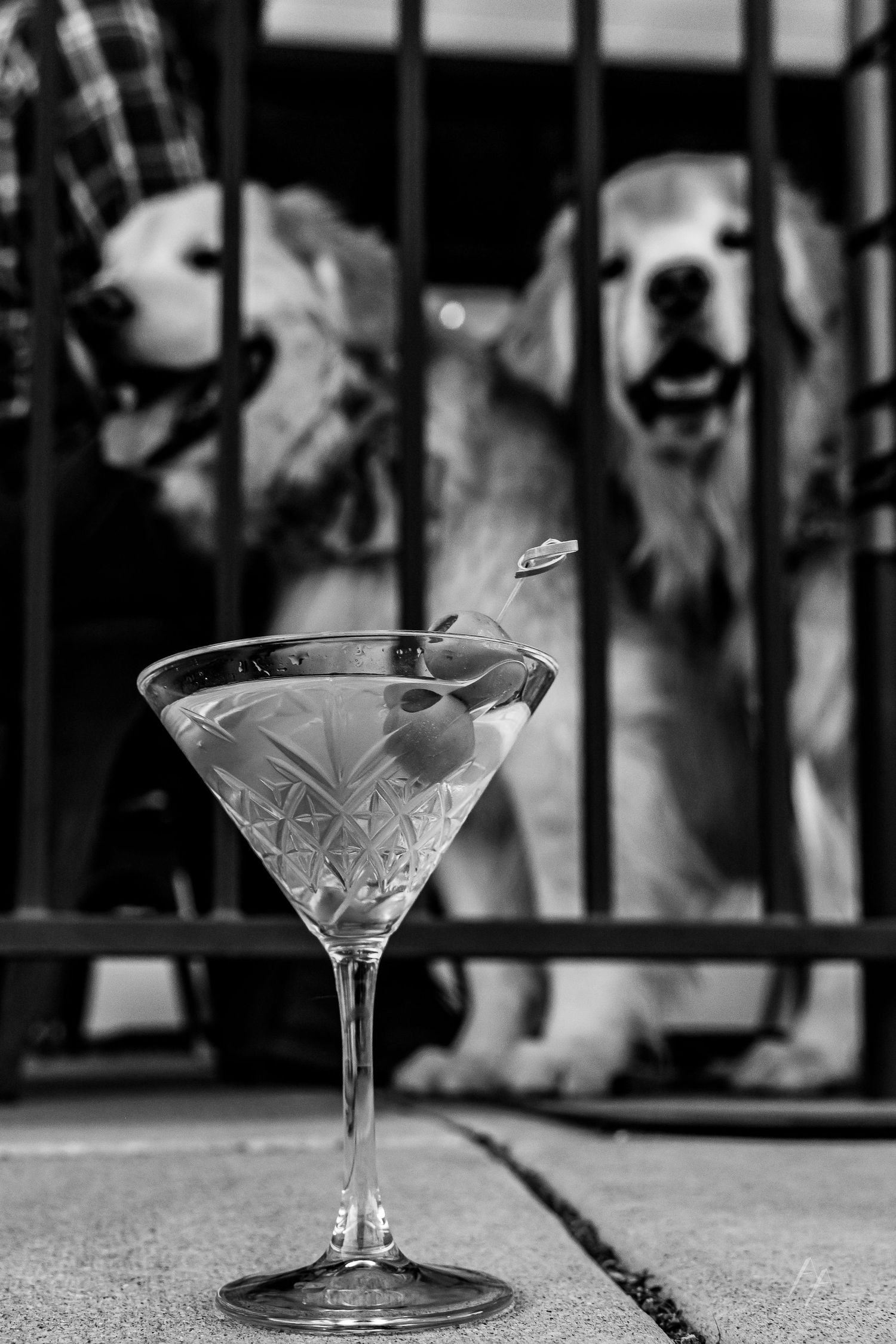 Engagement photos in Erie Colorado with Dogs