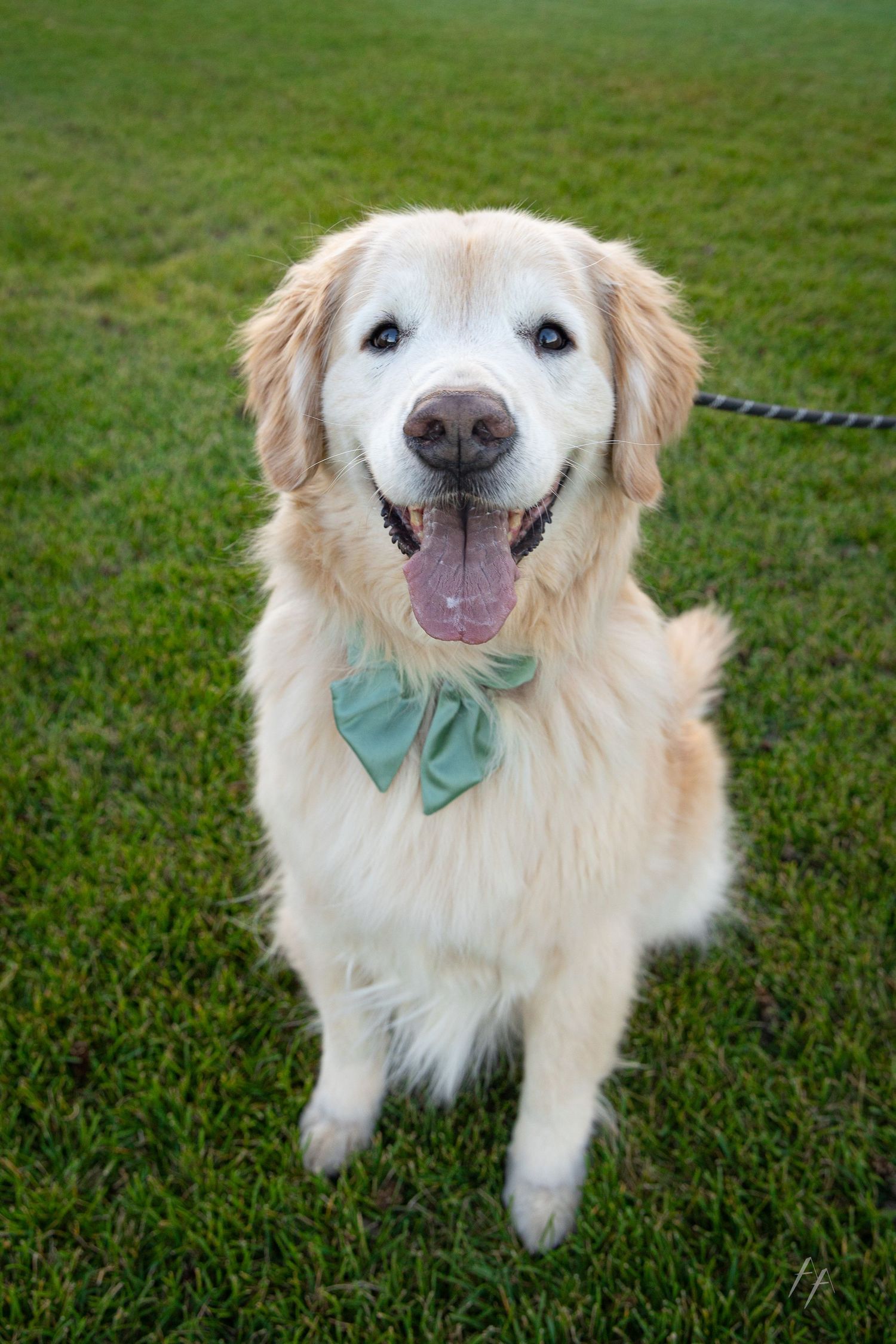 Golden retriever engagement photos