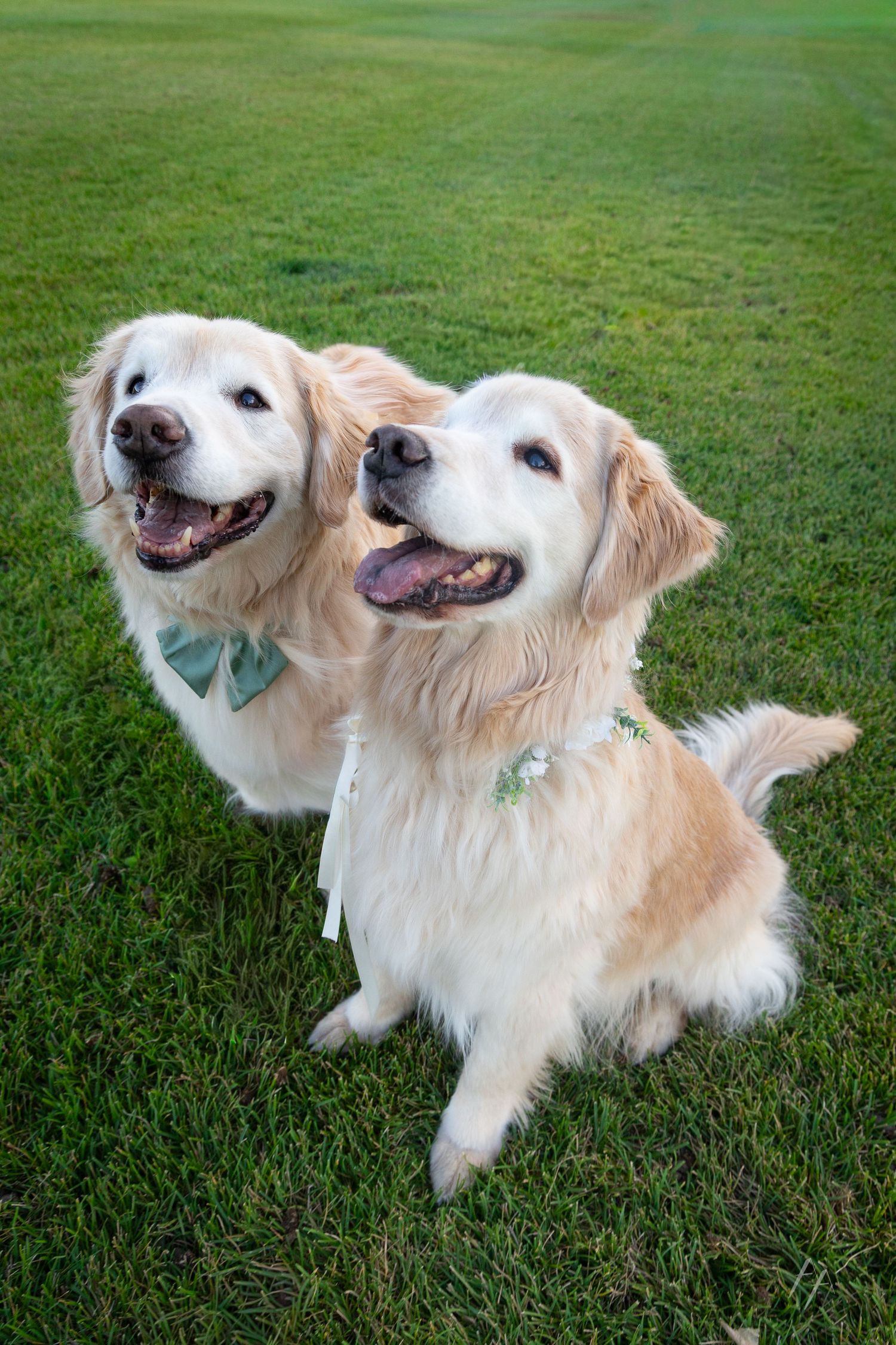 Golden retriever engagement photos