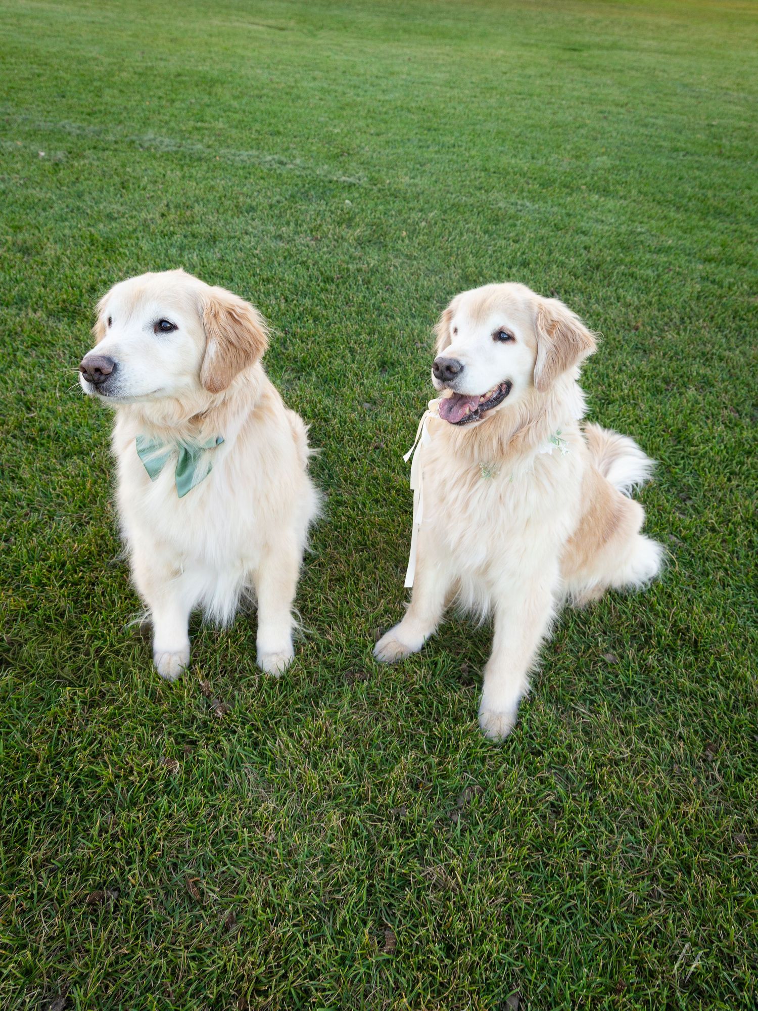 Golden retriever engagement photos